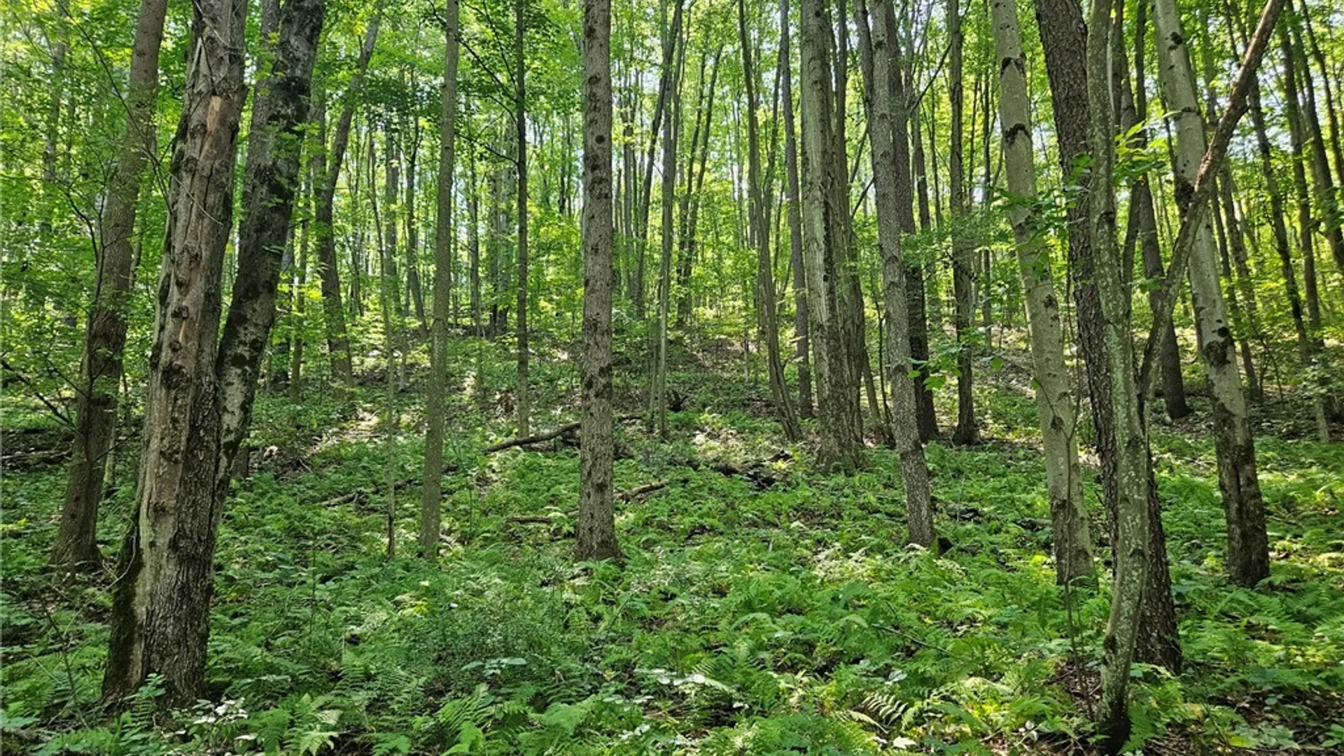 Property at 0 Steam Valley Road, Olean, NY 14760 9