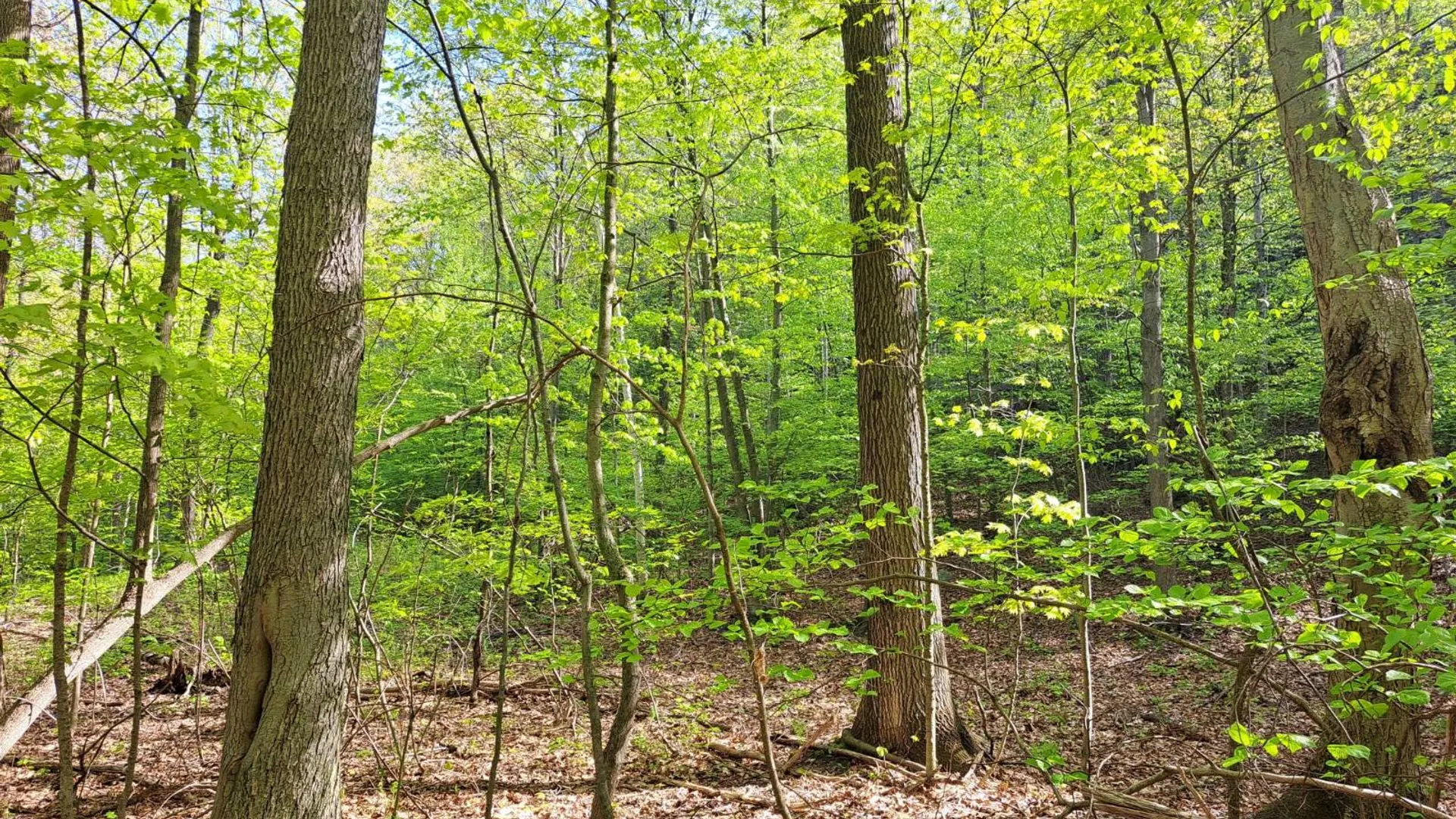 Property at 851 Bald Mountain Road, CR 77, Greenwich, NY 12834 48