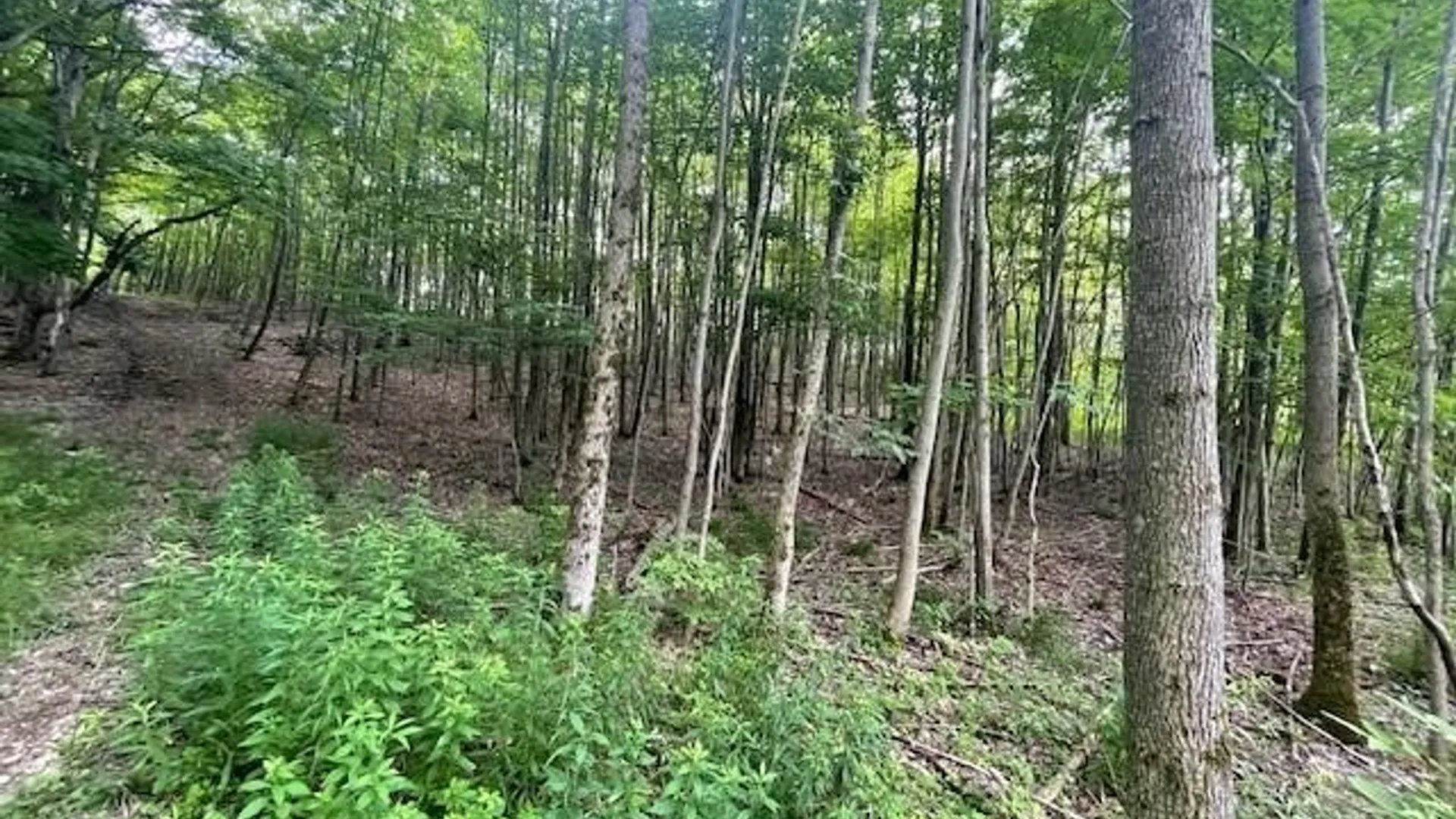 Property at 2009 Thermopylae Drive, Virgil, NY 13045 2