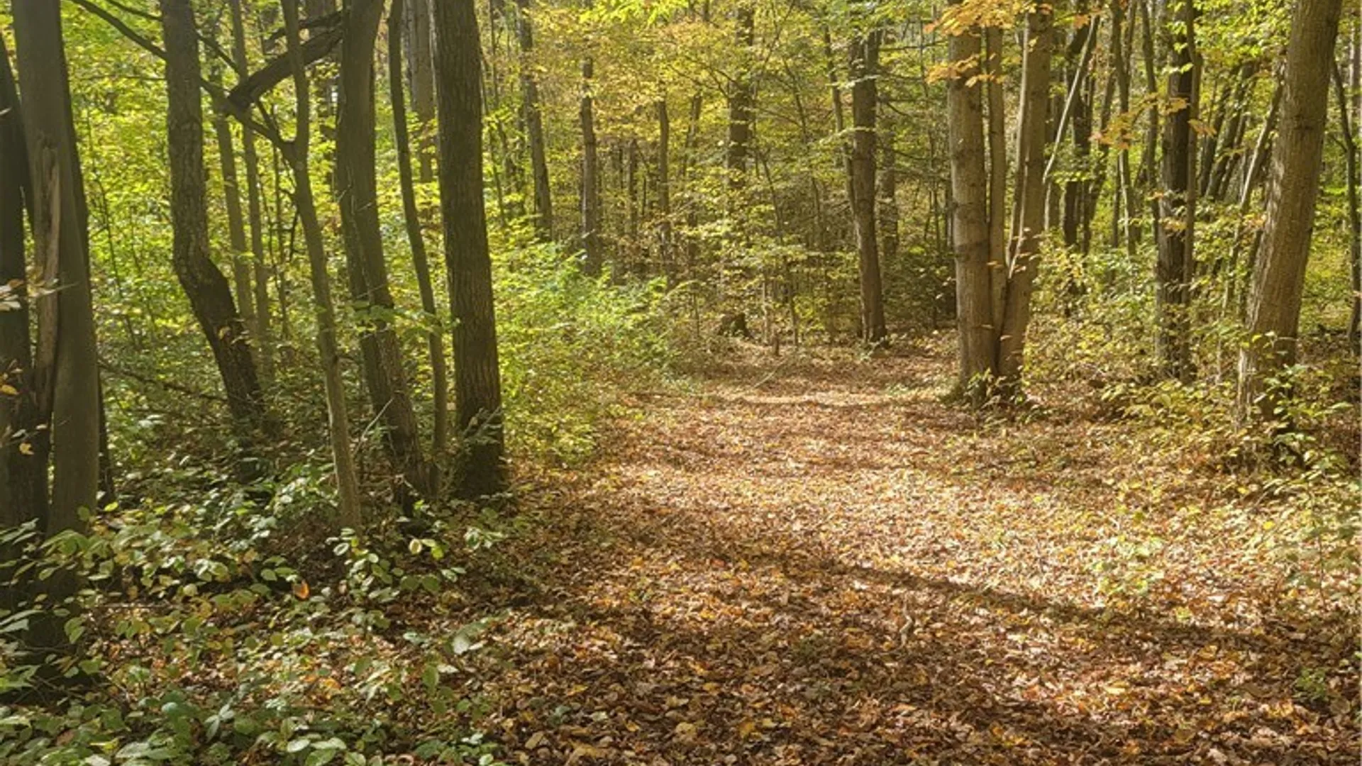 Property at 2009 Thermopylae Drive, Virgil, NY 13045 6