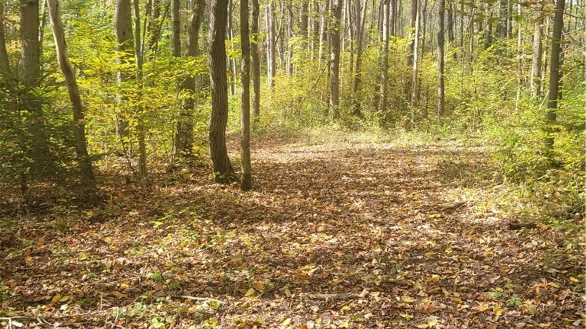 Property at 2009 Thermopylae Drive, Virgil, NY 13045 7