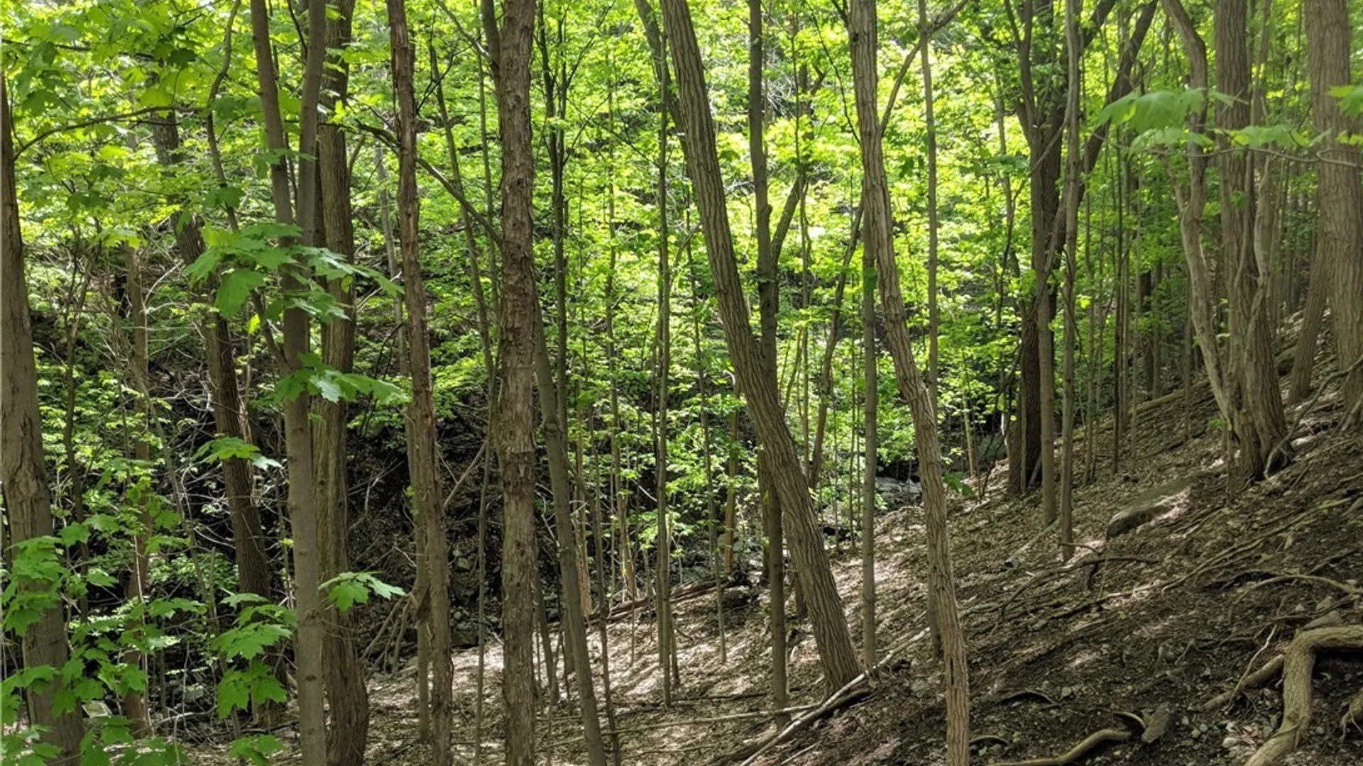 Property at 0 W Seneca Turnpike, Onondaga, NY 13215 7