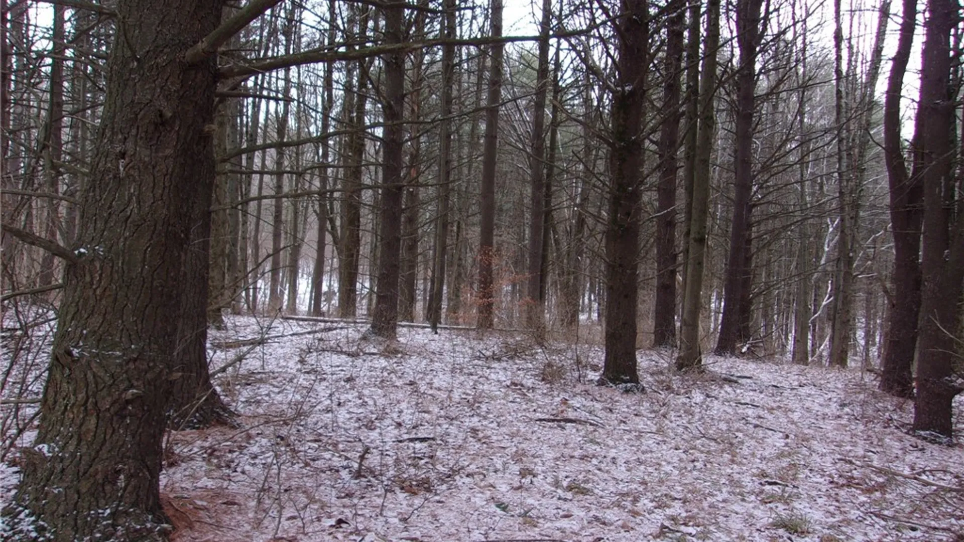 Property at Poole Road, Barton, NY 14859 11