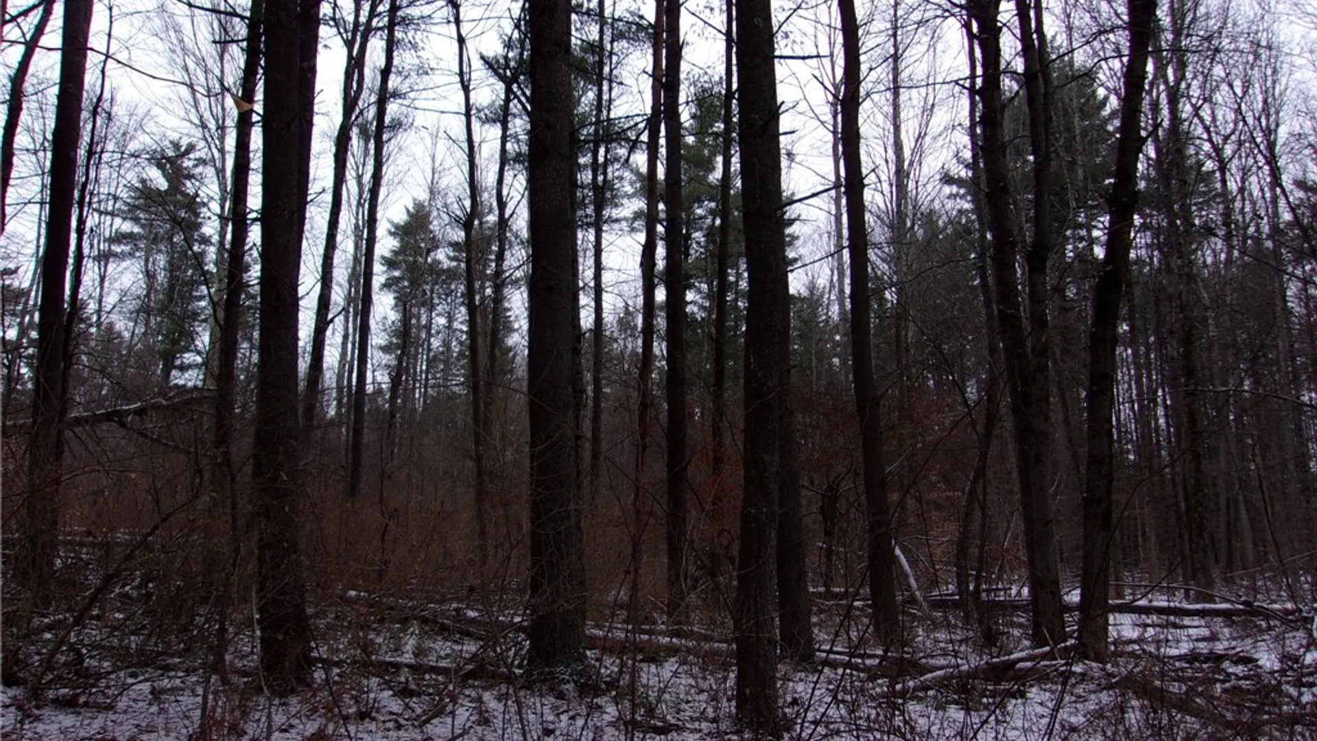 Property at Poole Road, Barton, NY 14859 22