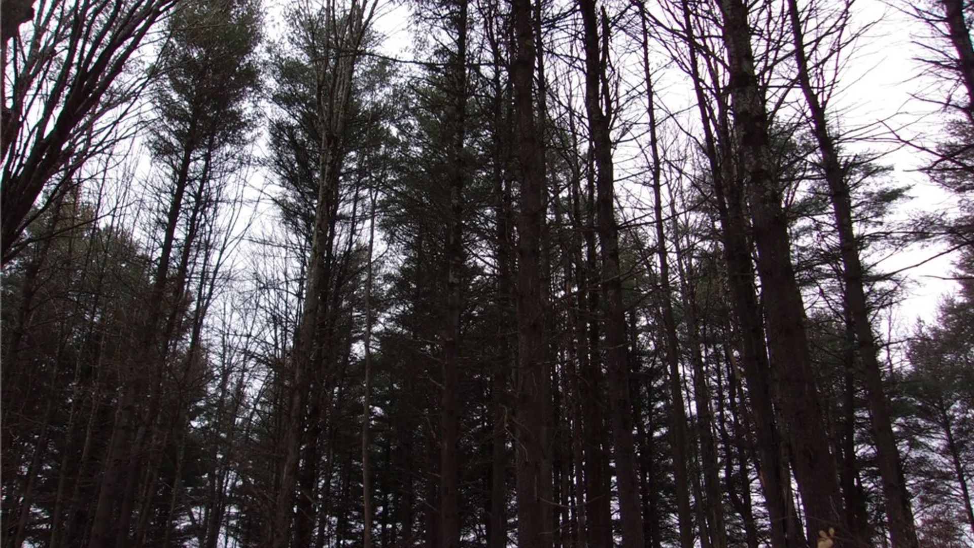 Property at Poole Road, Barton, NY 14859 23