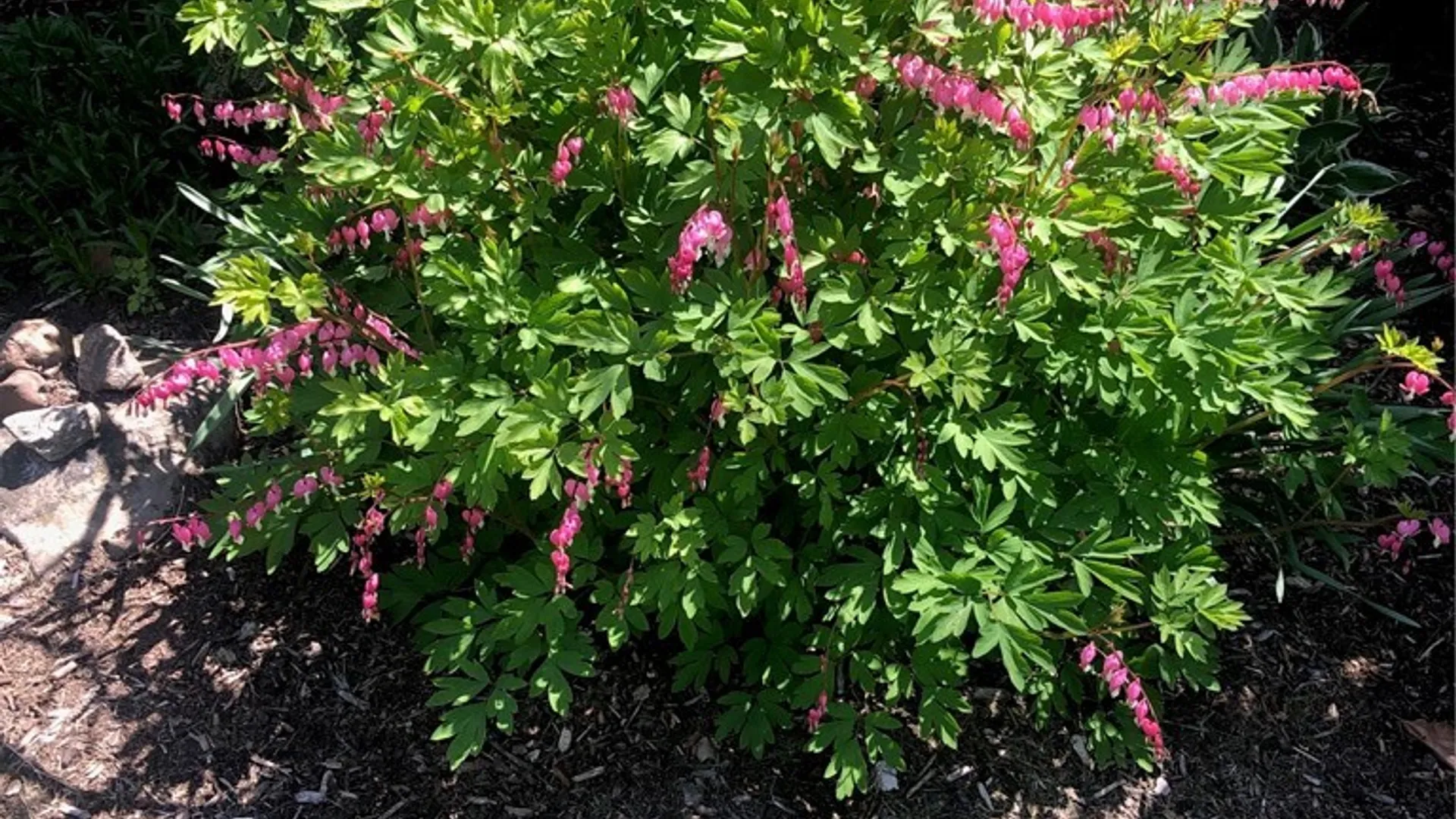 Property at 556 Main Street, Ledyard, NY 13026 38