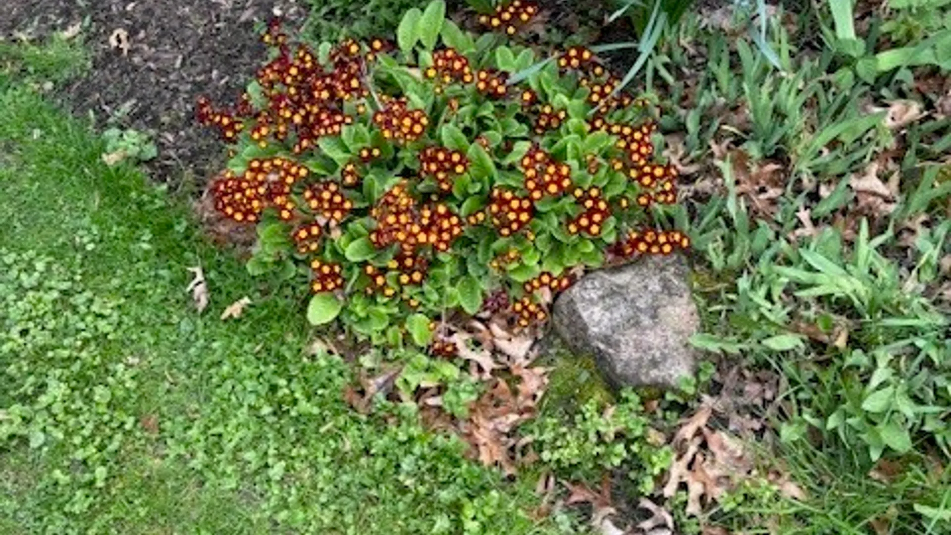 Property at 556 Main Street, Ledyard, NY 13026 39