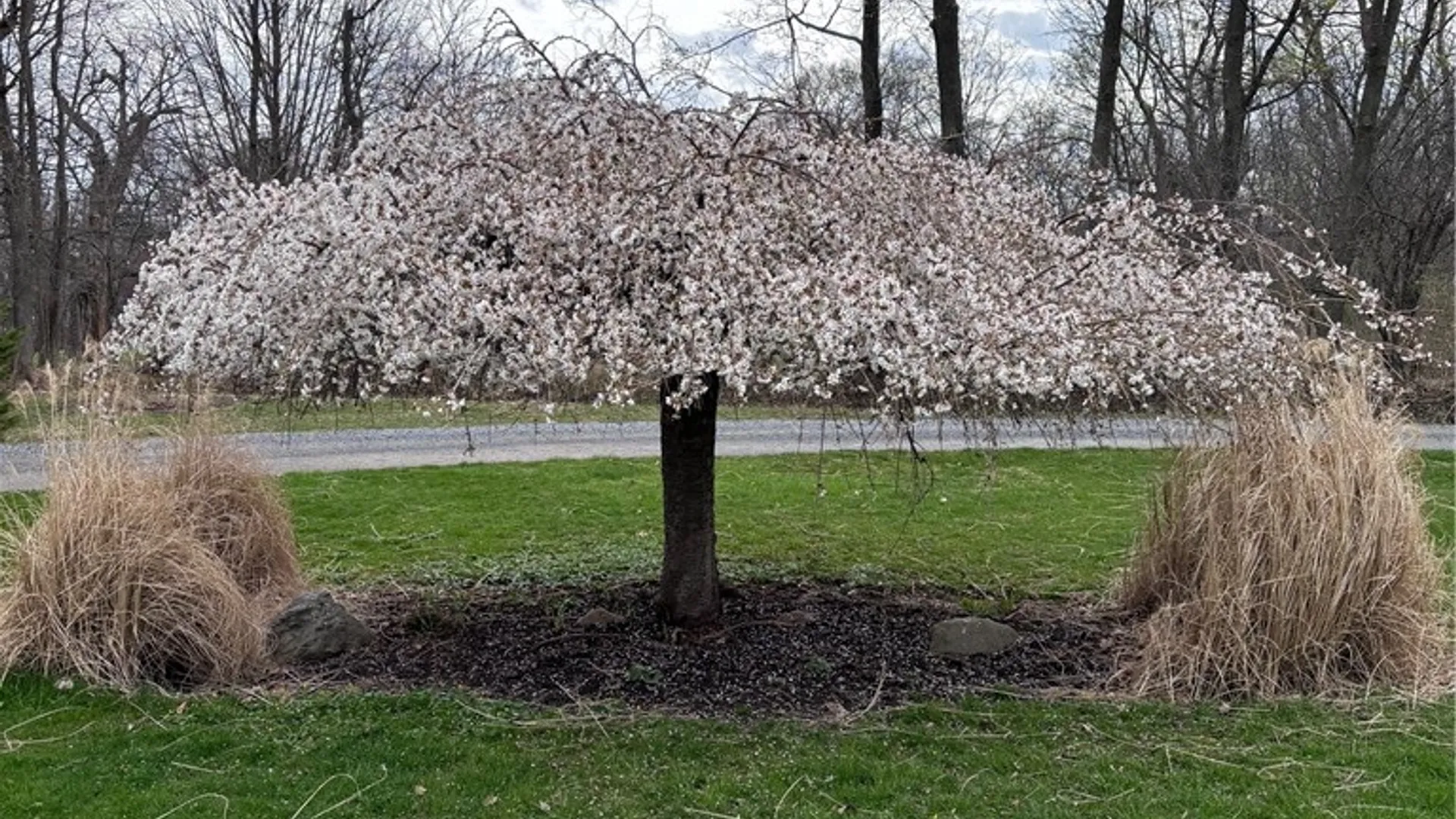 Property at 556 Main Street, Ledyard, NY 13026 45