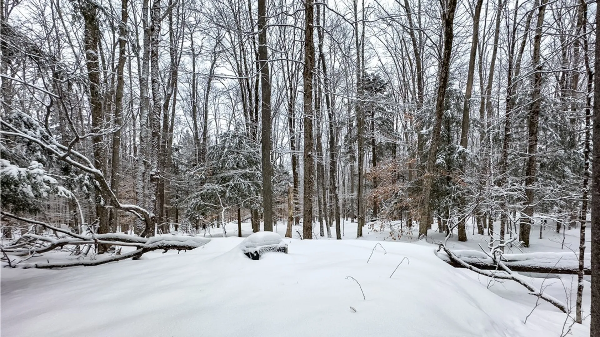 Property at 1848 Gray Wilmurt Road, Ohio, NY 13324 5