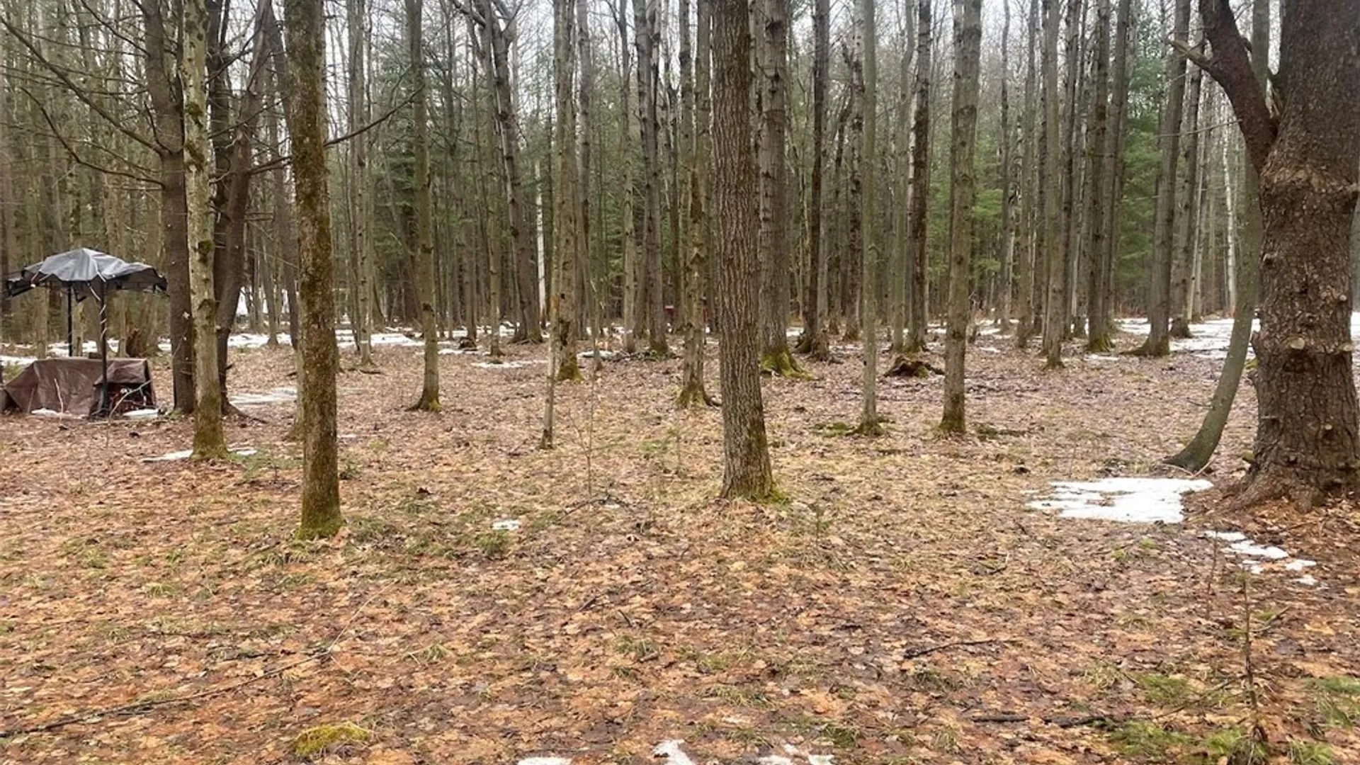 Property at Searles Road, Belfast, NY 14711 29