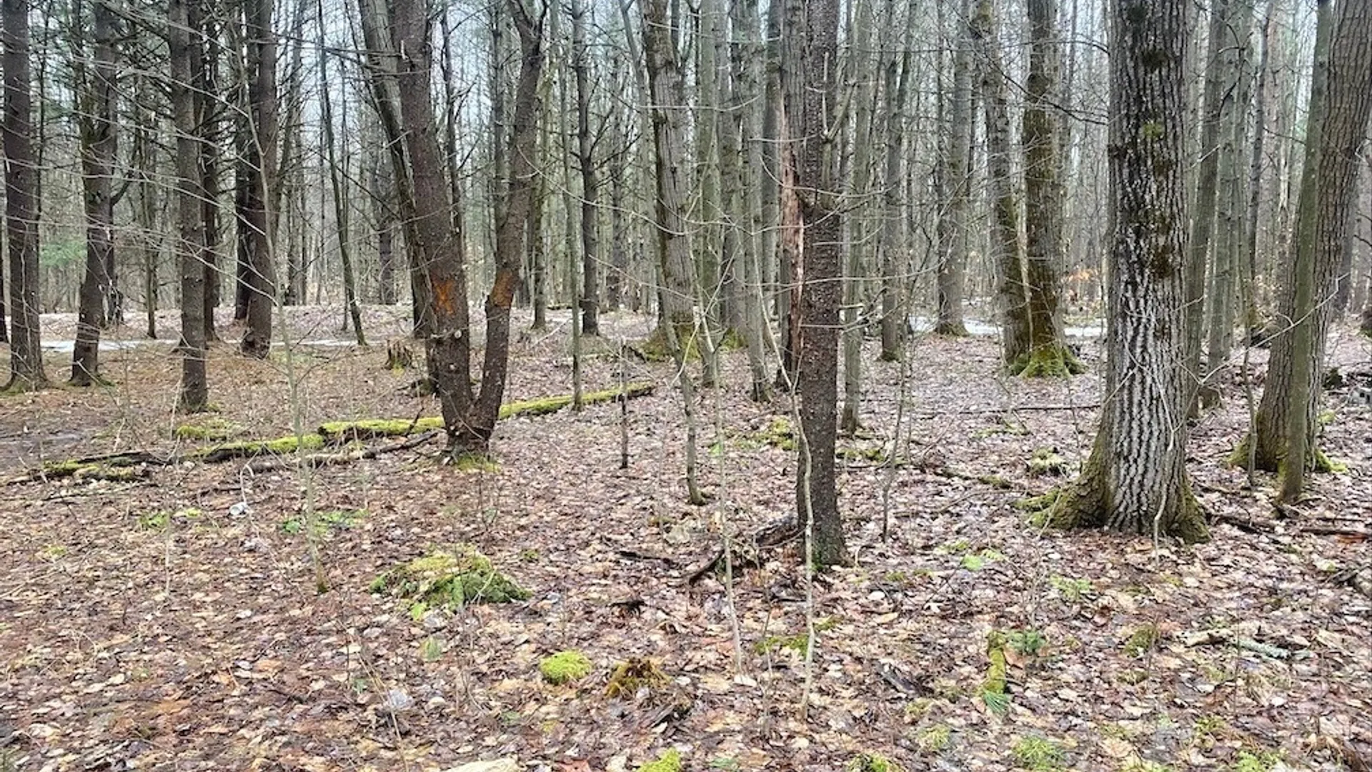 Property at Searles Road, Belfast, NY 14711 30