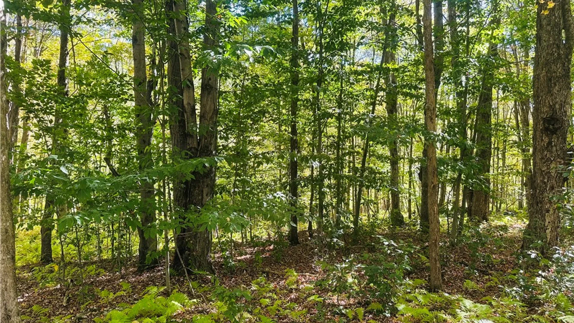 Property at Gallop Hill Road, Sidney, NY 13838 16