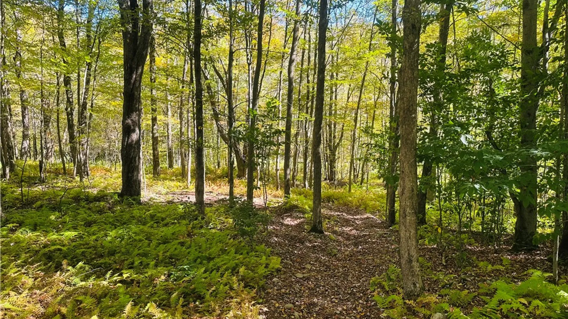 Property at Gallop Hill Road, Sidney, NY 13838 17