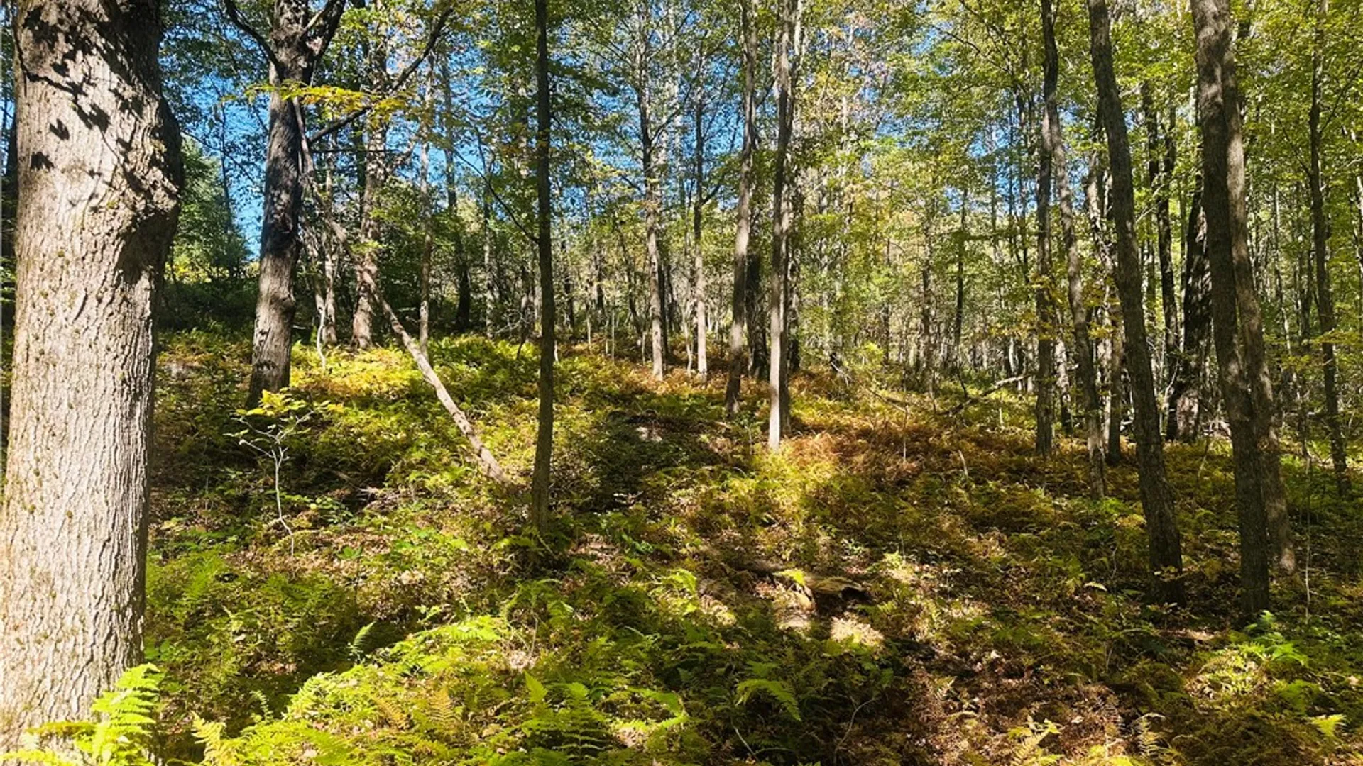 Property at Gallop Hill Road, Sidney, NY 13838 18