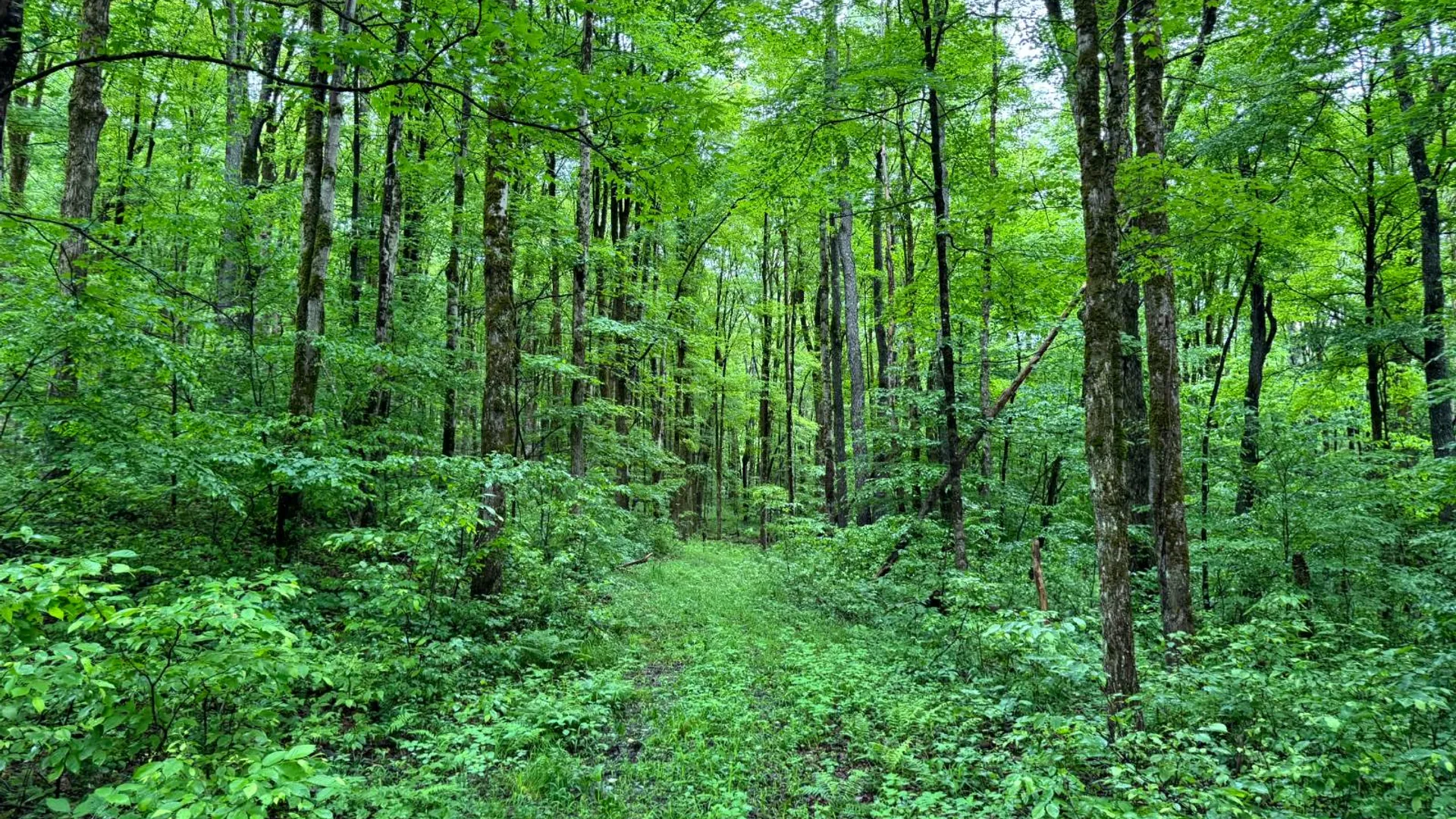 Property at 1.5 Jones Road, German, NY 13801 3