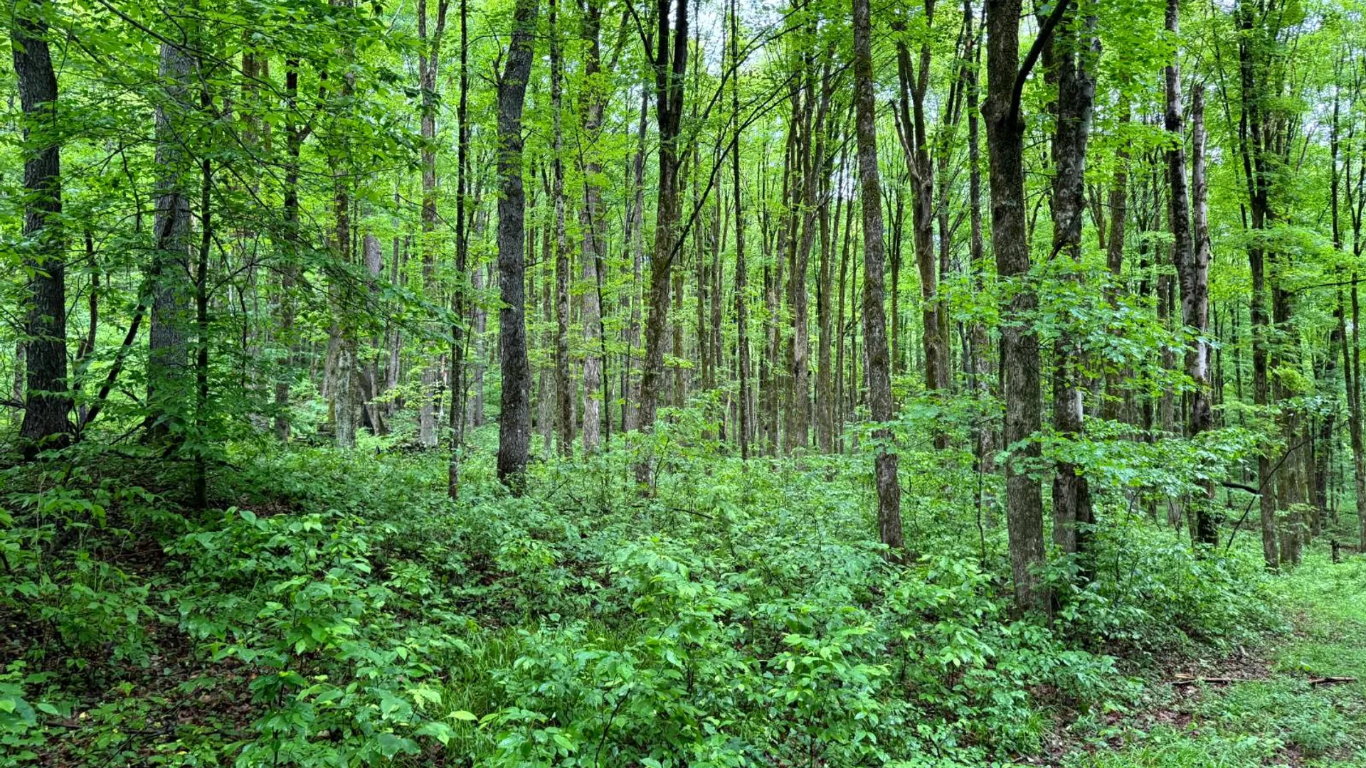 Property at 1.5 Jones Road, German, NY 13801 4