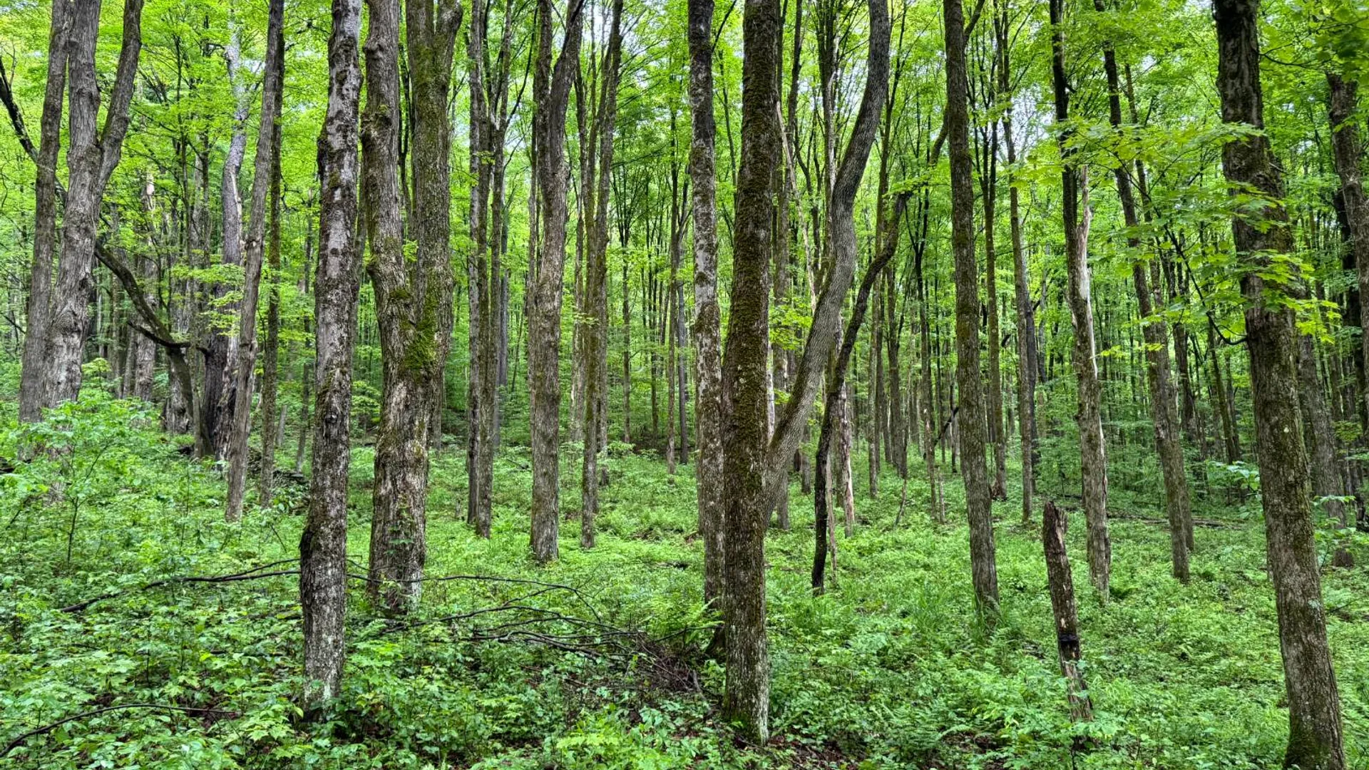 Property at 1.5 Jones Road, German, NY 13801 5