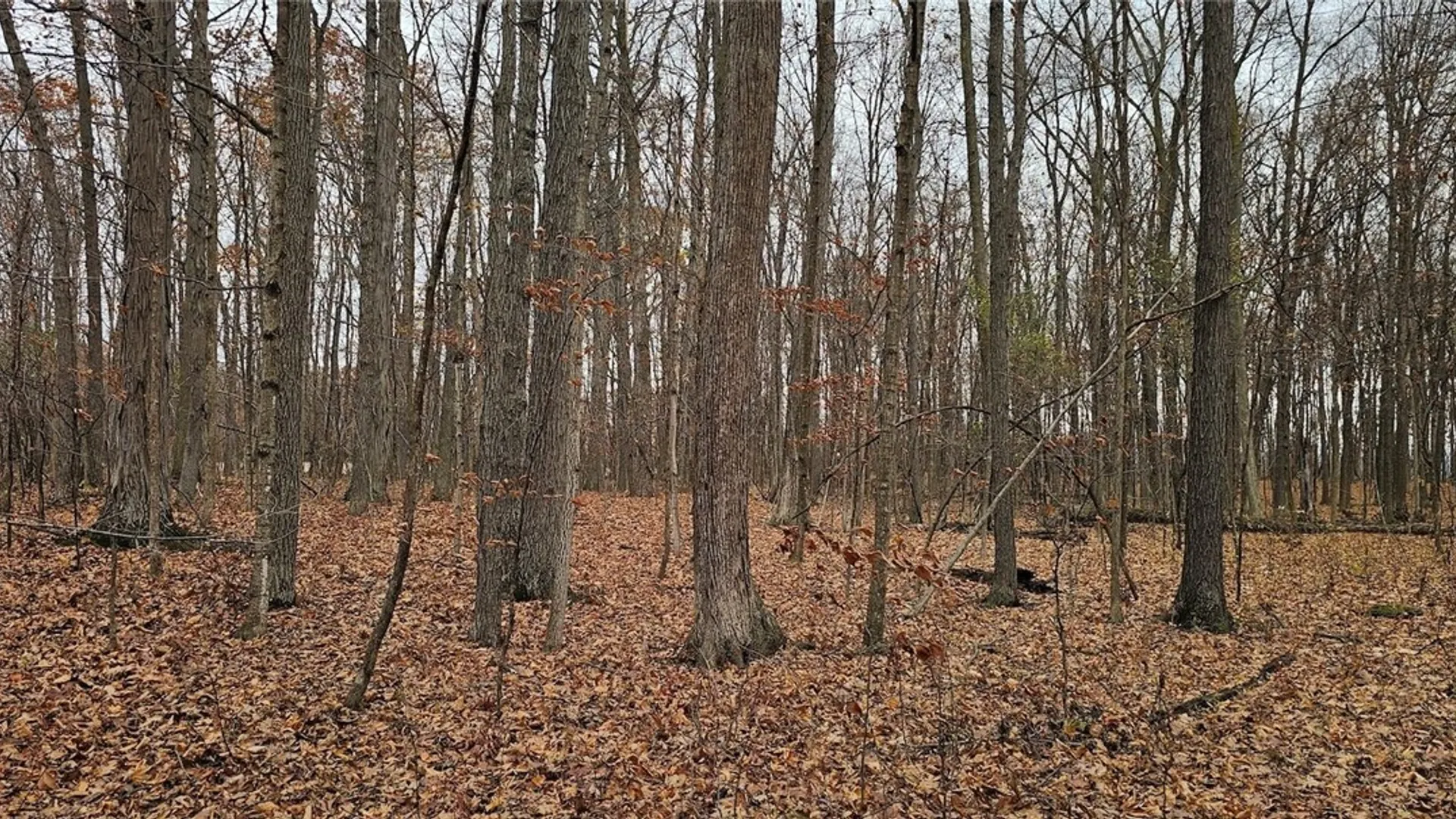 Property at Lake Road, Varick, NY 14521 26