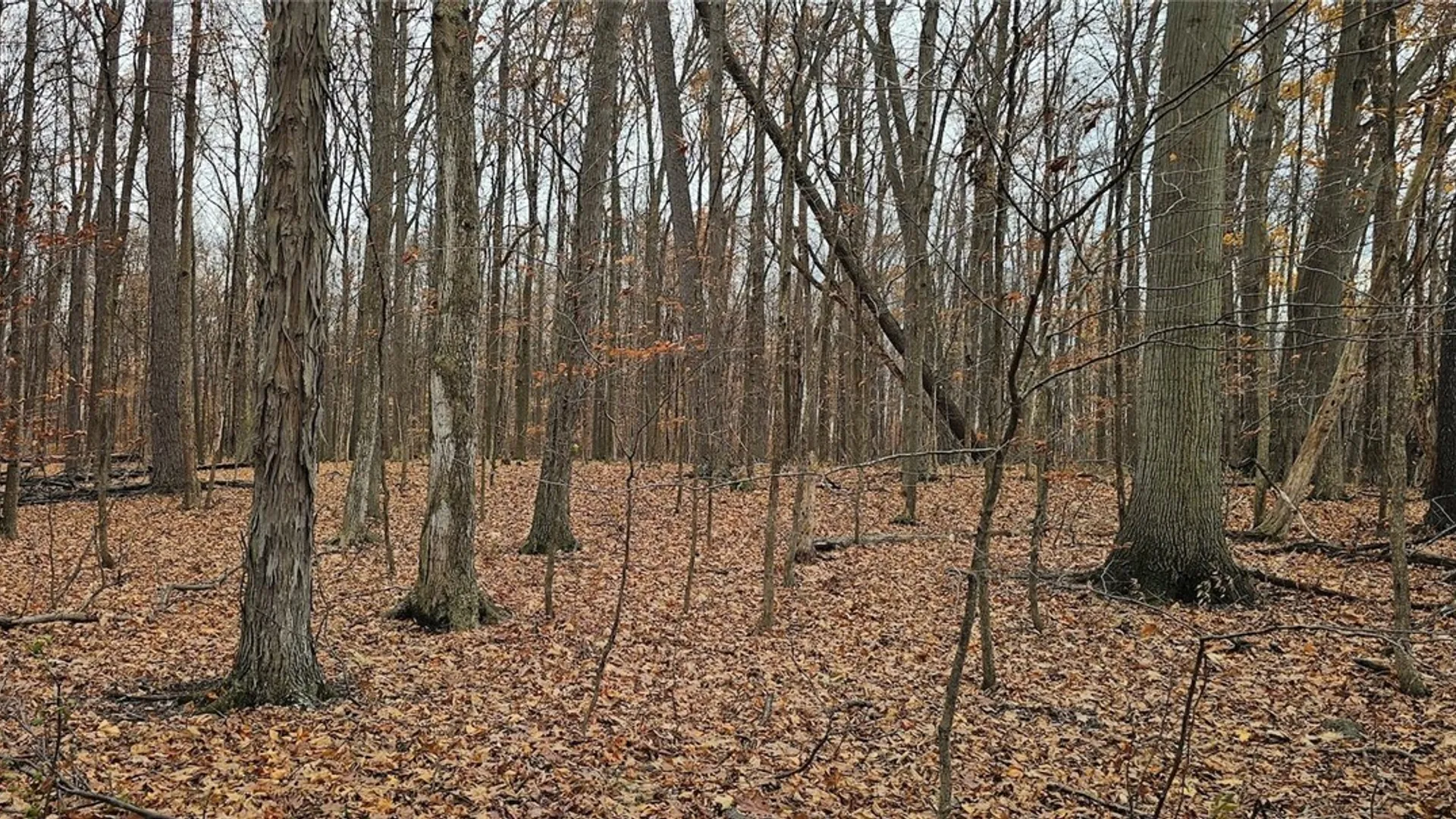 Property at Lake Road, Varick, NY 14521 27