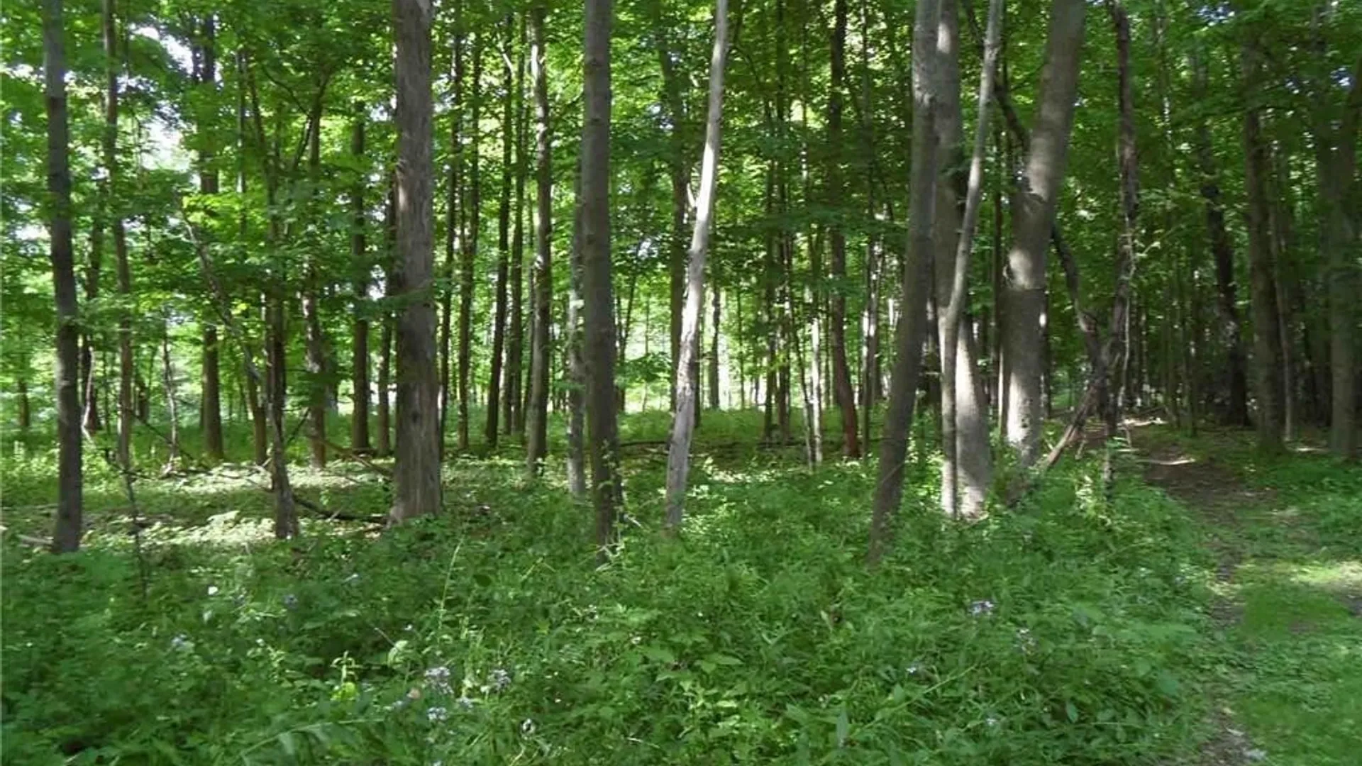 Property at 0 Henderson Street, Whitestown, NY 13492 3