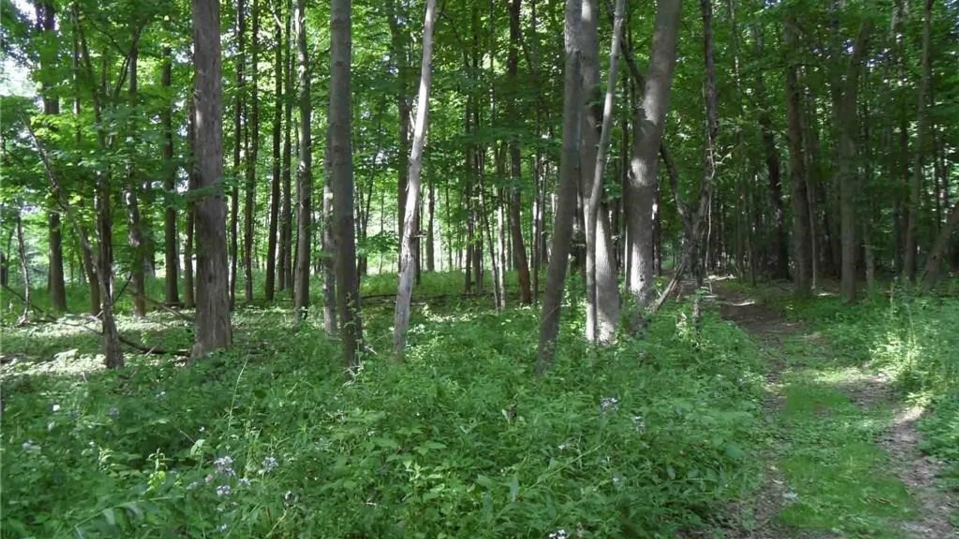 Property at 0 Henderson Street, Whitestown, NY 13492 4