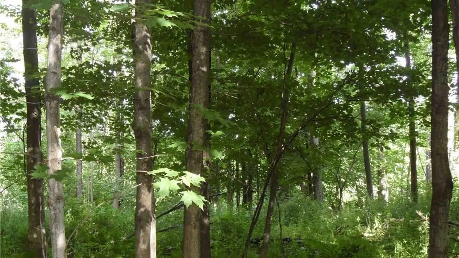 Property at 0 Henderson Street, Whitestown, NY 13492 9