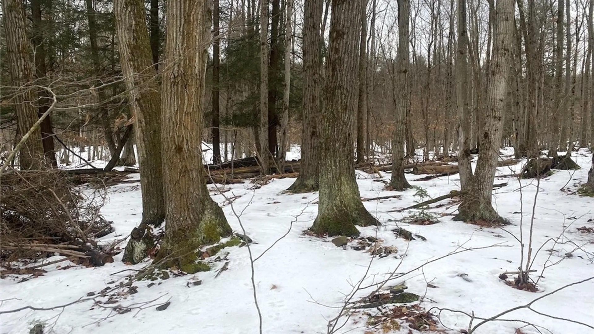 Property at 4607 Waugh Brook Road, Ward, NY 14880 45