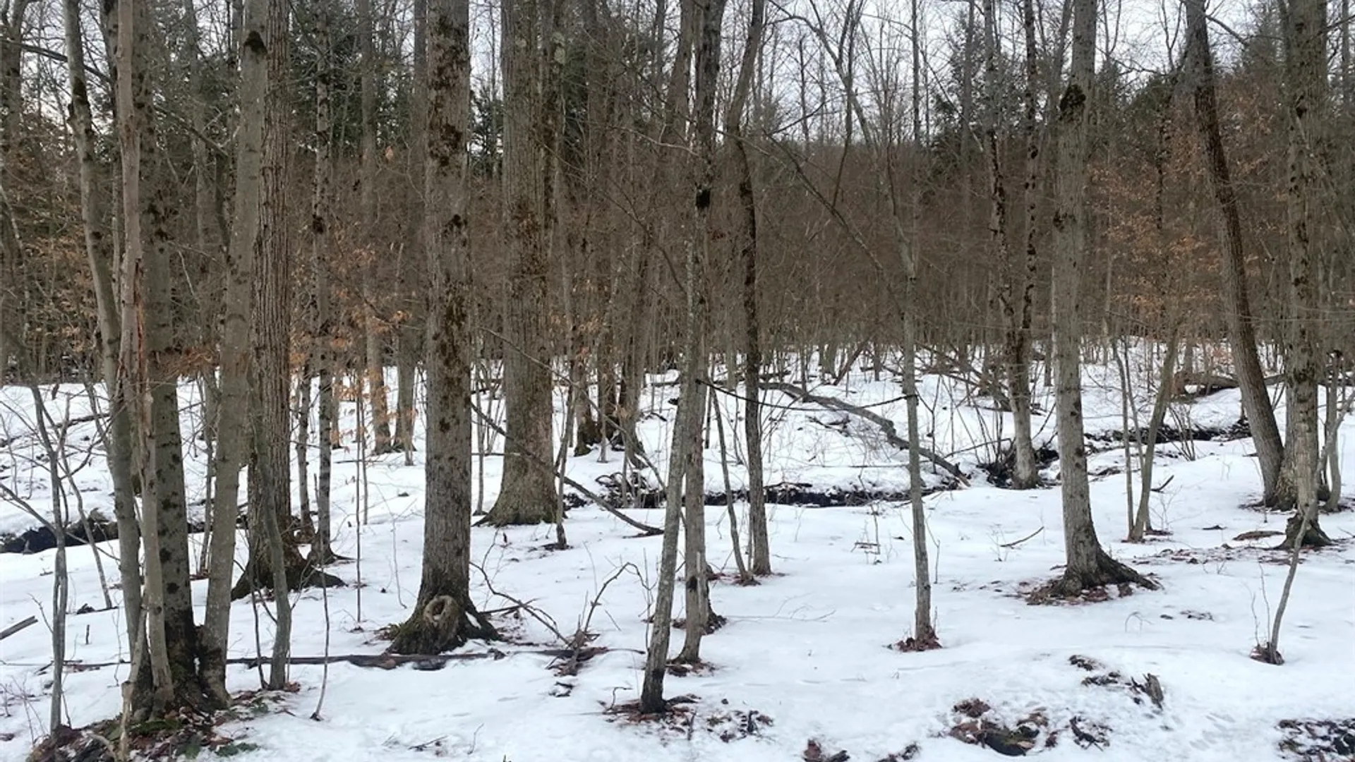 Property at 4607 Waugh Brook Road, Ward, NY 14880 46