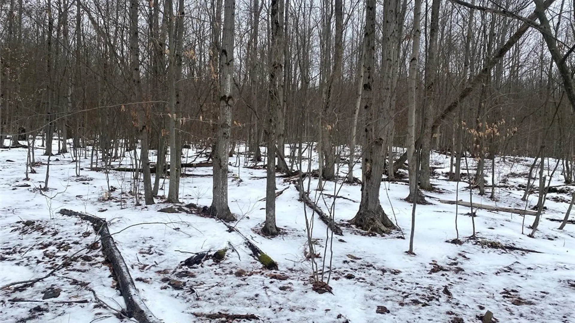 Property at 4607 Waugh Brook Road, Ward, NY 14880 47