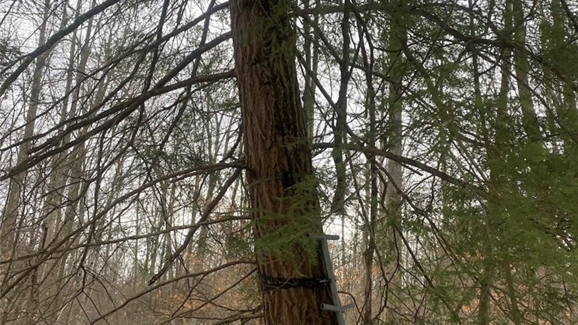 Property at 4607 Waugh Brook Road, Ward, NY 14880 50