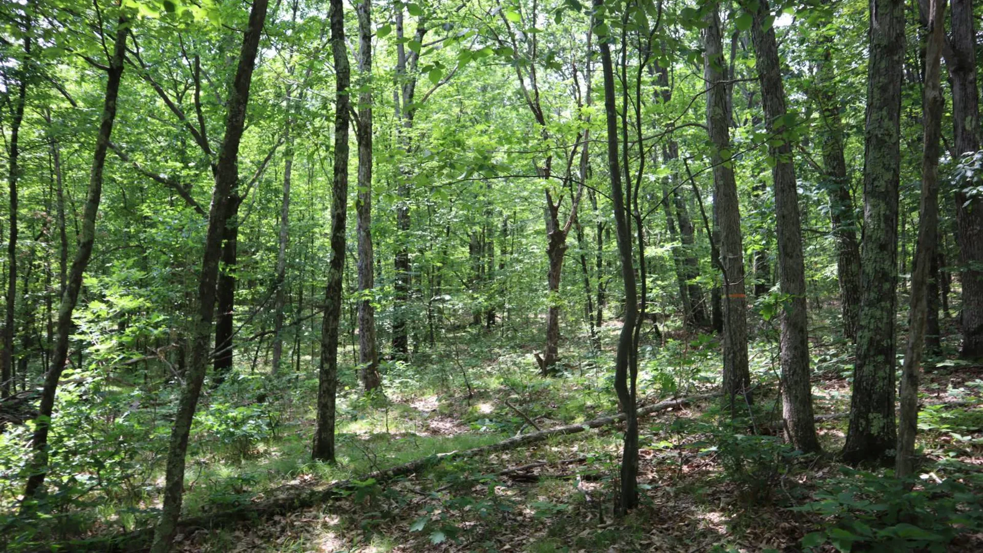 Property at 211 Bromley Ln, Granville, NY 12832 26