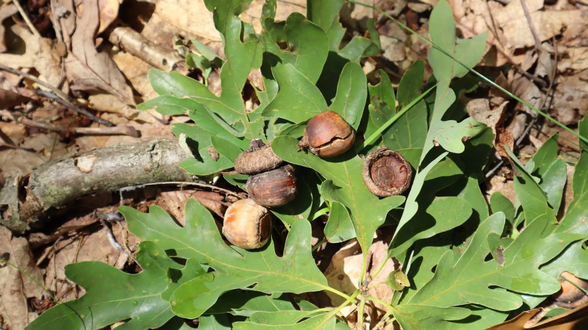 Property at 211 Bromley Ln, Granville, NY 12832 29