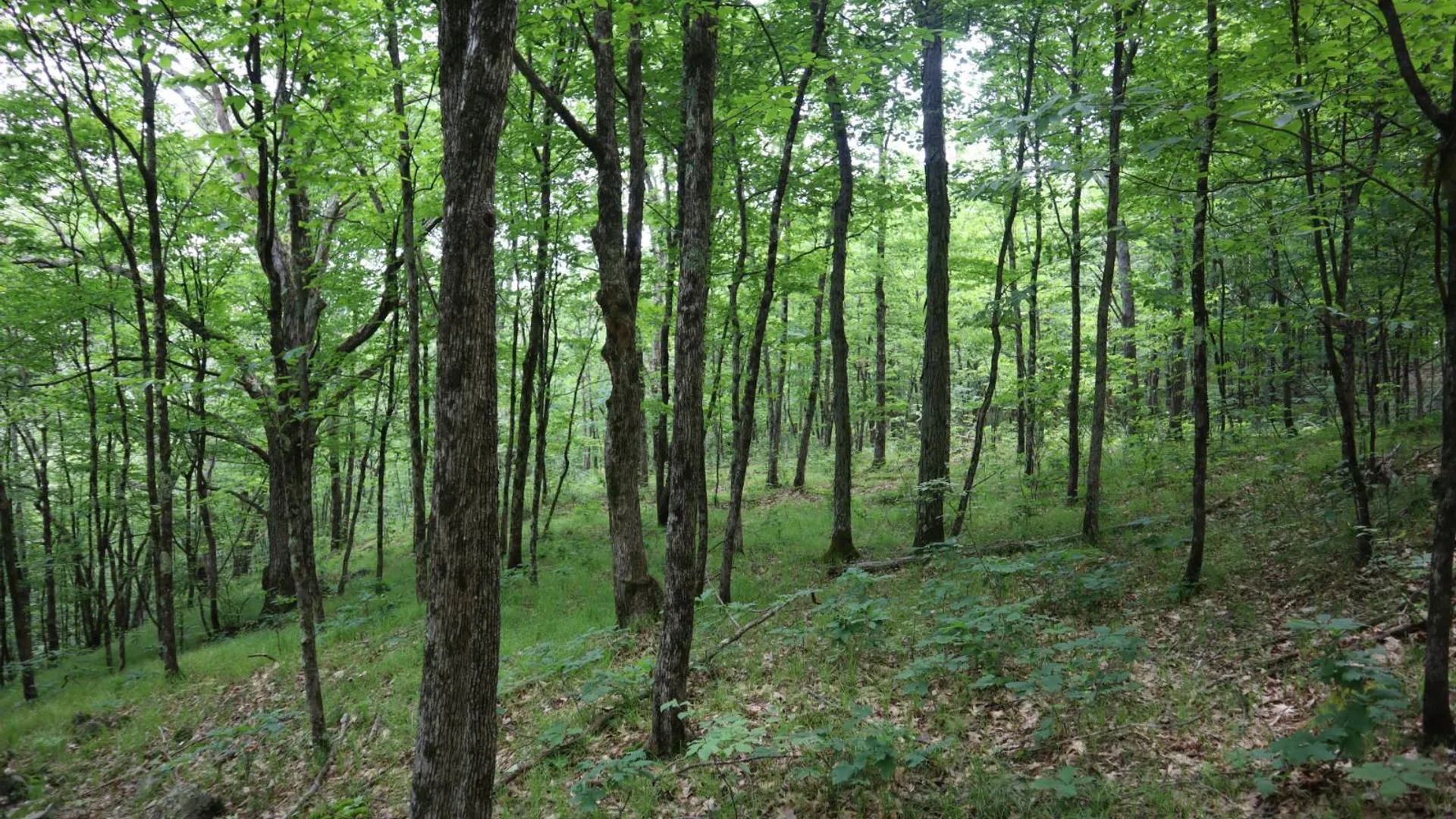 Property at 211 Bromley Ln, Granville, NY 12832 46