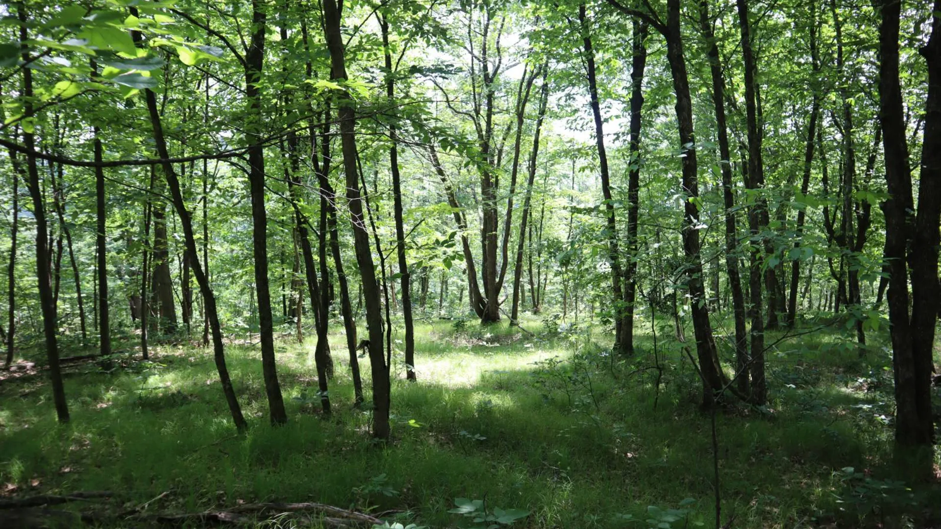 Property at 211 Bromley Ln, Granville, NY 12832 64