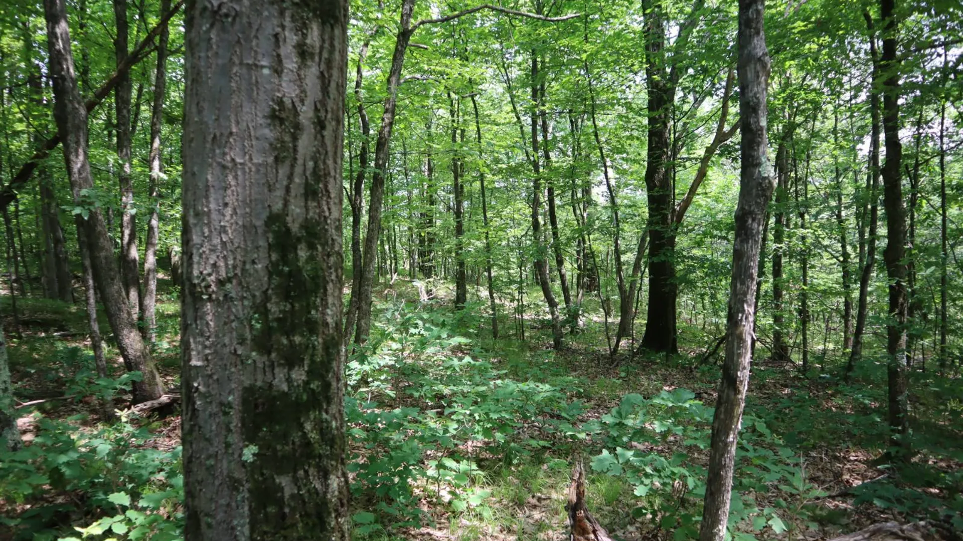 Property at 211 Bromley Ln, Granville, NY 12832 65