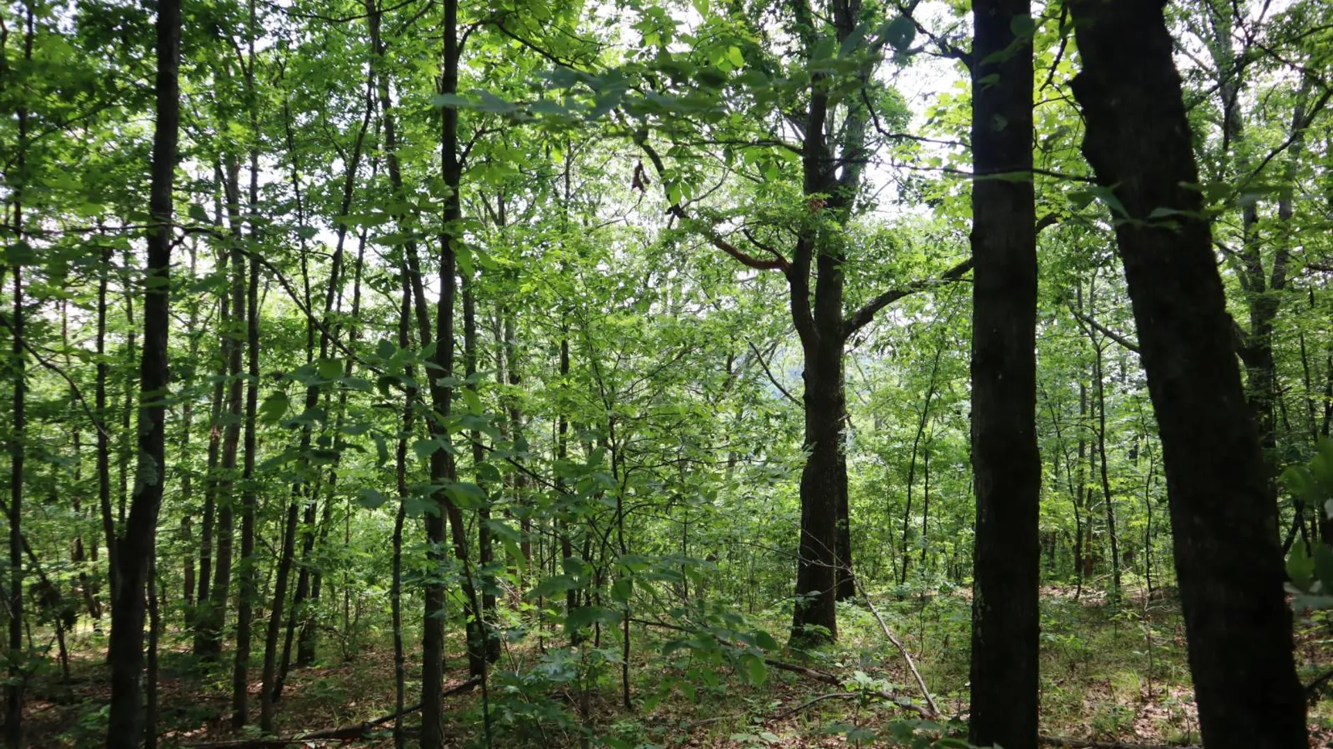 Property at 211 Bromley Ln, Granville, NY 12832 66