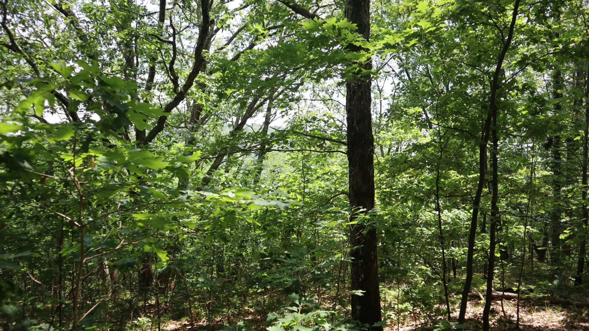 Property at 211 Bromley Ln, Granville, NY 12832 75