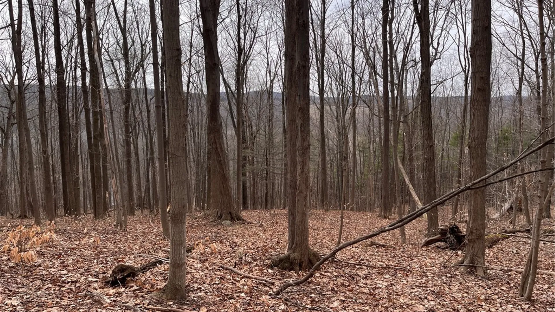 Property at 0 Rt-64, Bristol, NY 14424 6