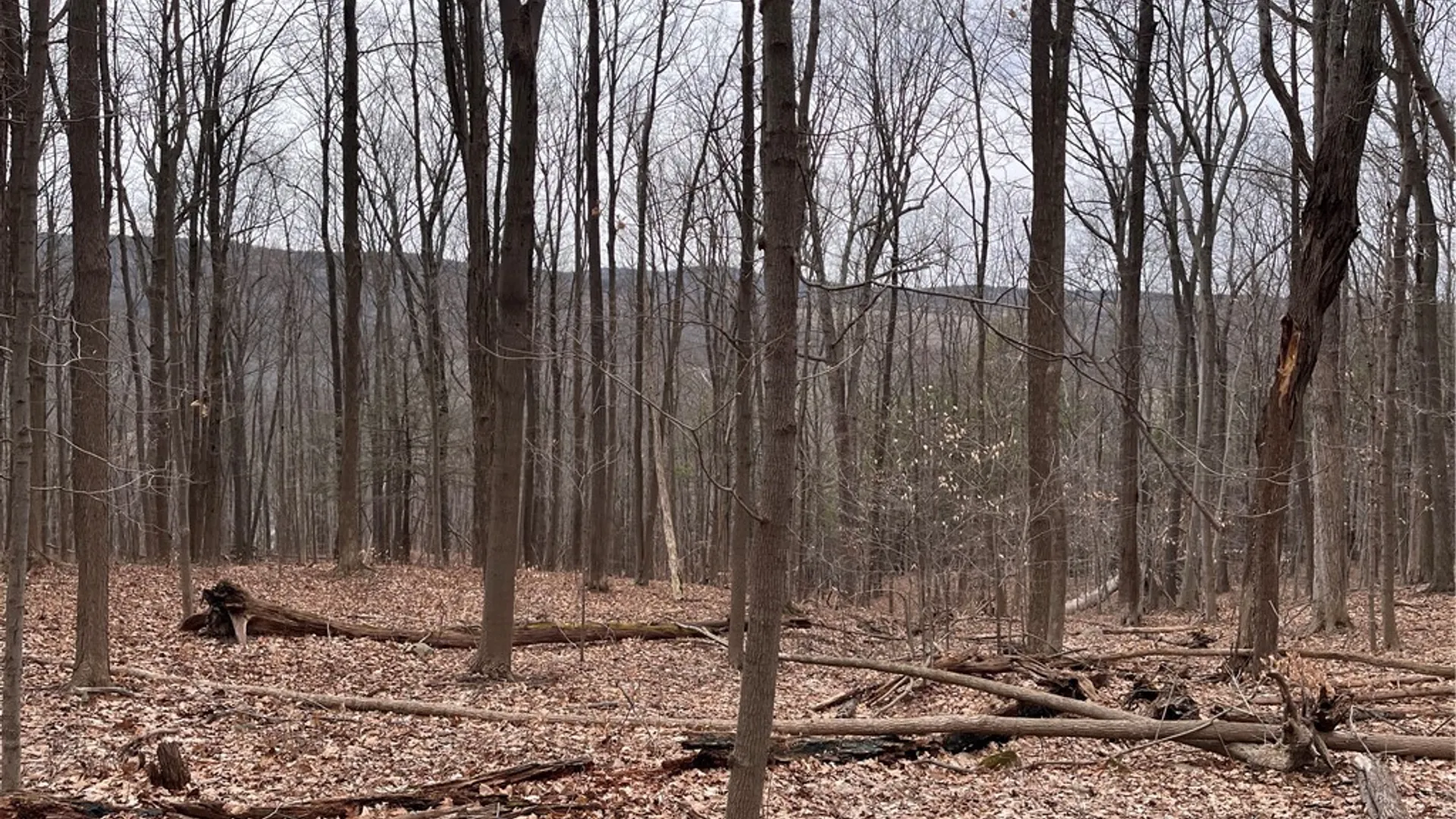 Property at 0 Rt-64, Bristol, NY 14424 7