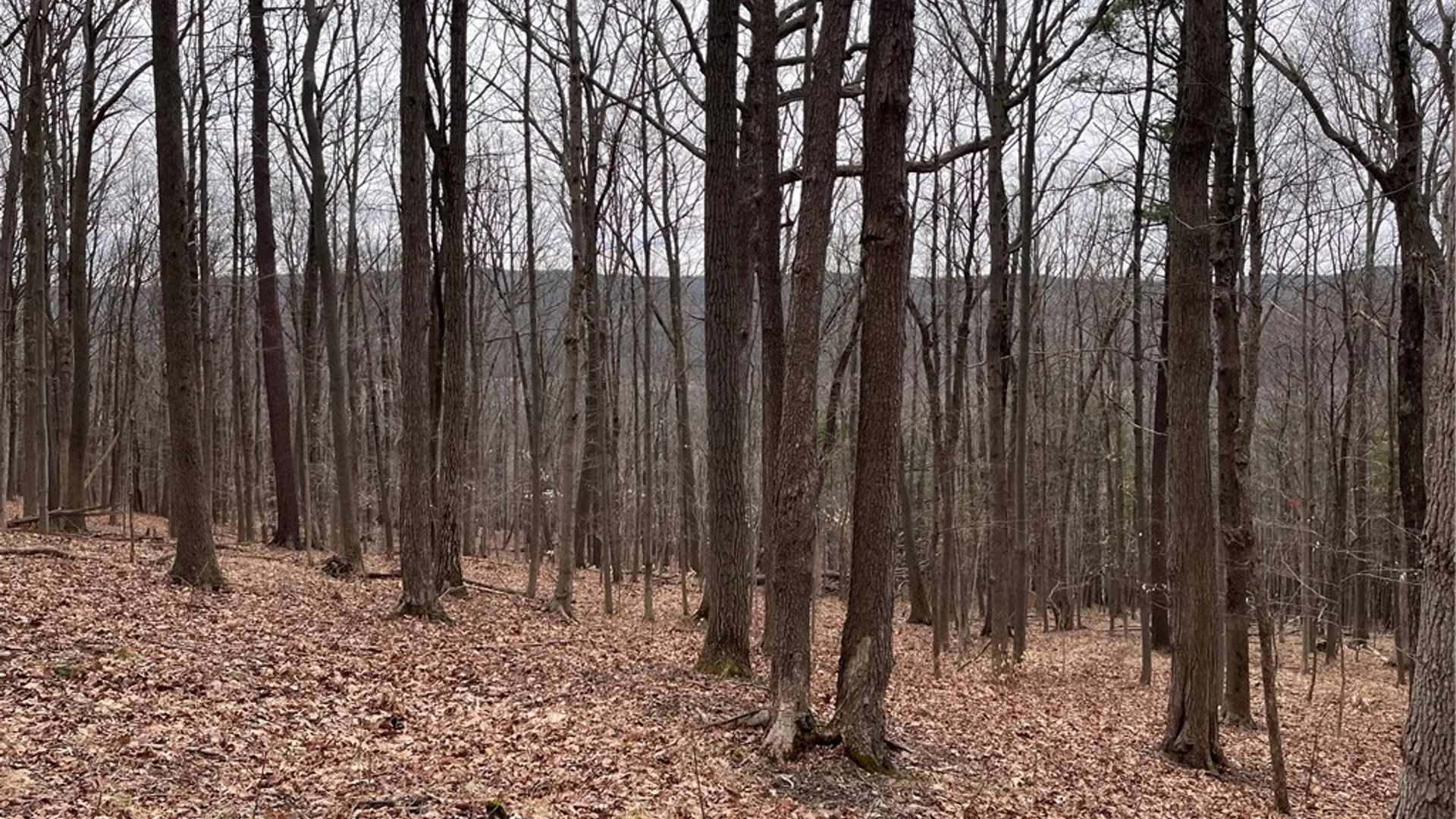 Property at 0 Rt-64, Bristol, NY 14424 9