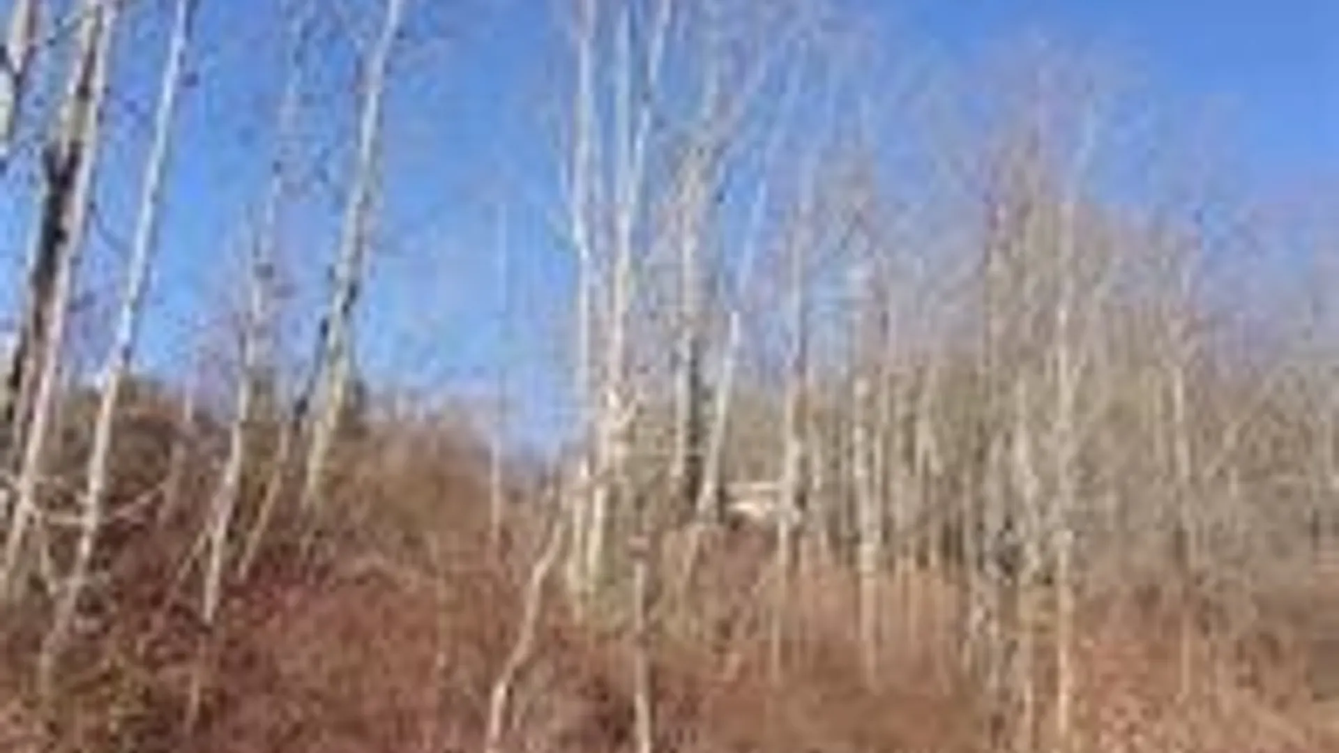 Property at 5338 Bryant Hill Road, Ellicottville, NY 14731 4