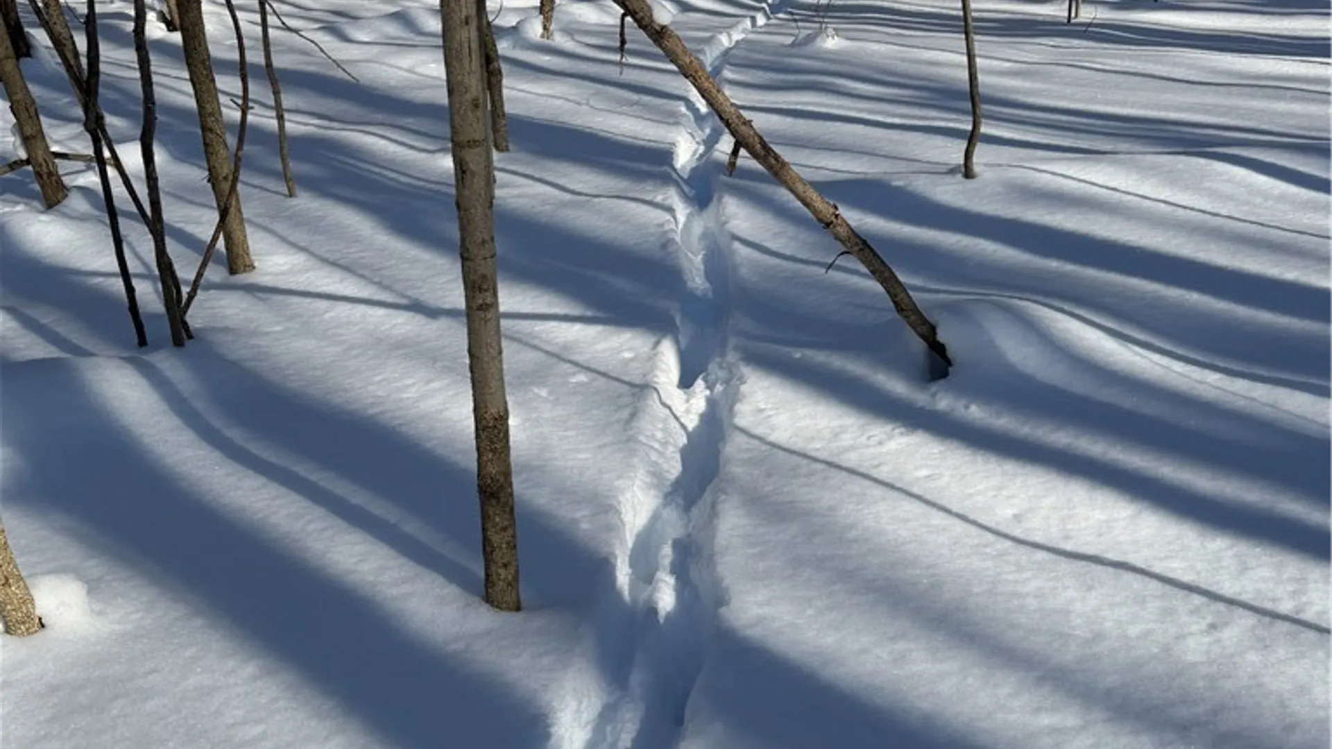 Property at 10934 Harlow Rd Road, Darien, NY 14040 10