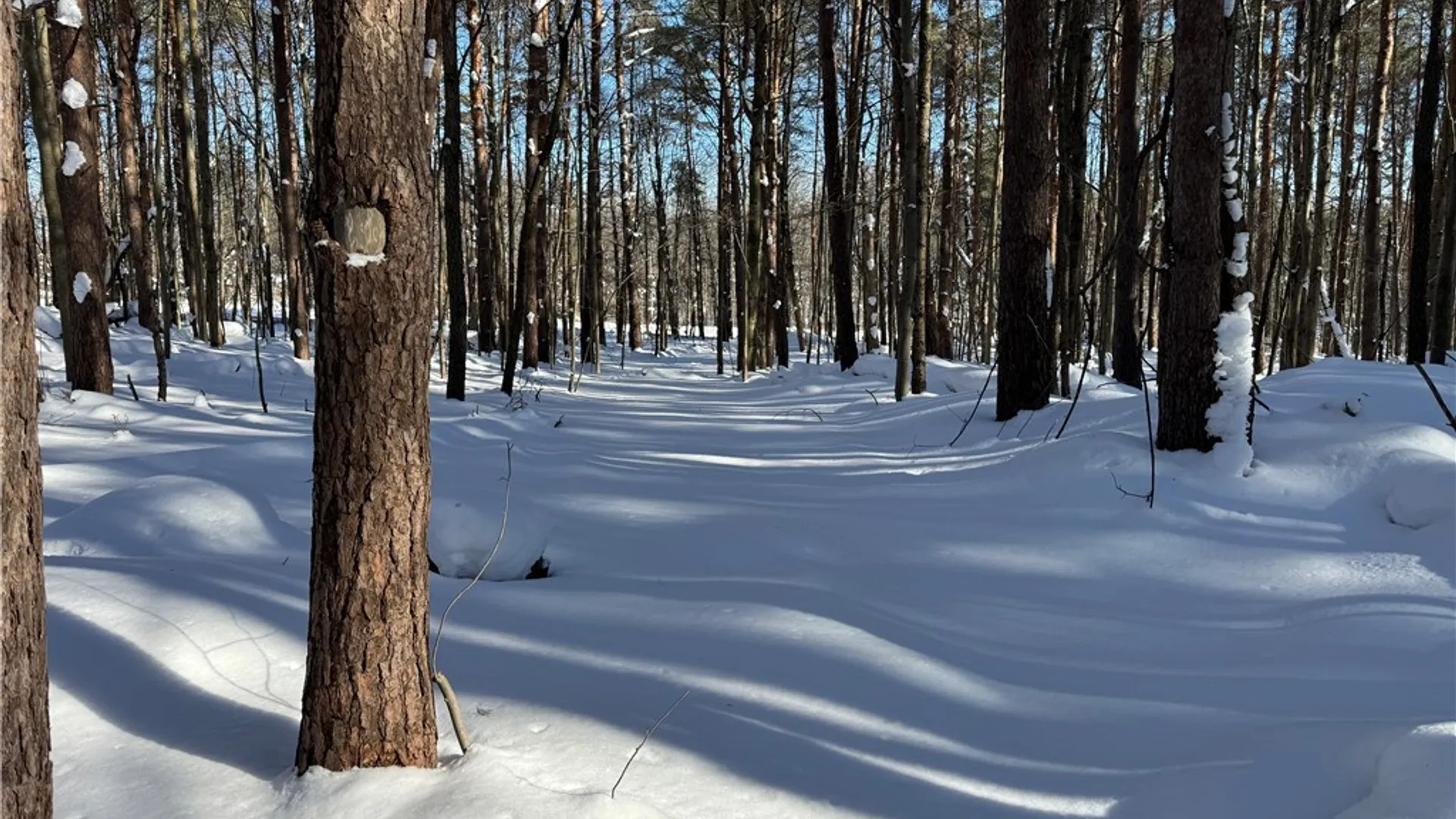 Property at 10934 Harlow Rd Road, Darien, NY 14040 12