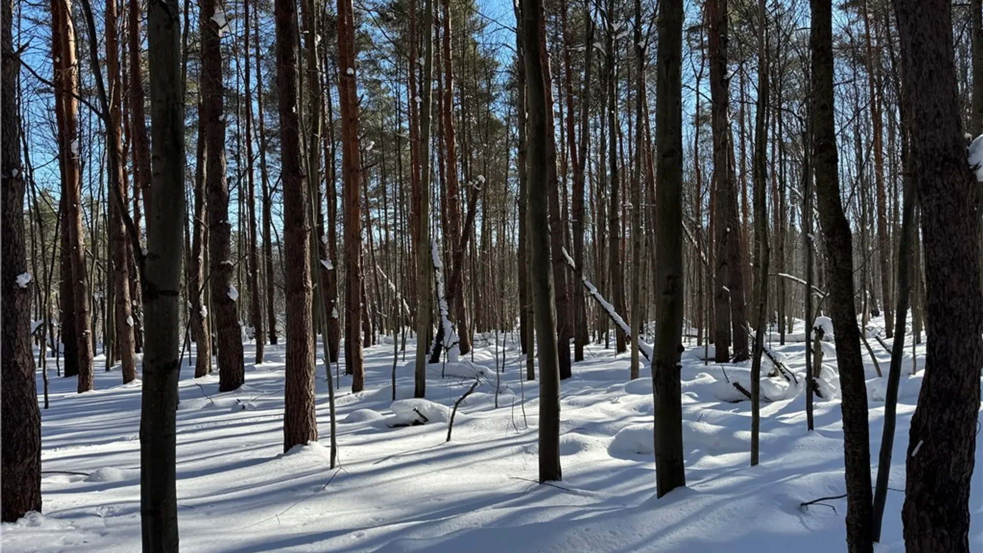 Property at 10934 Harlow Rd Road, Darien, NY 14040 13