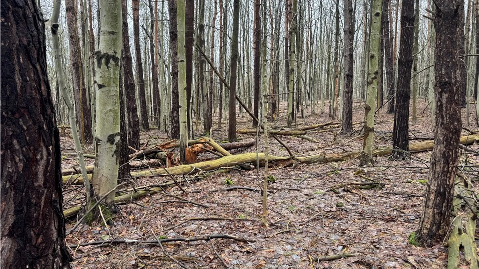 Property at 10934 Harlow Rd Road, Darien, NY 14040 15