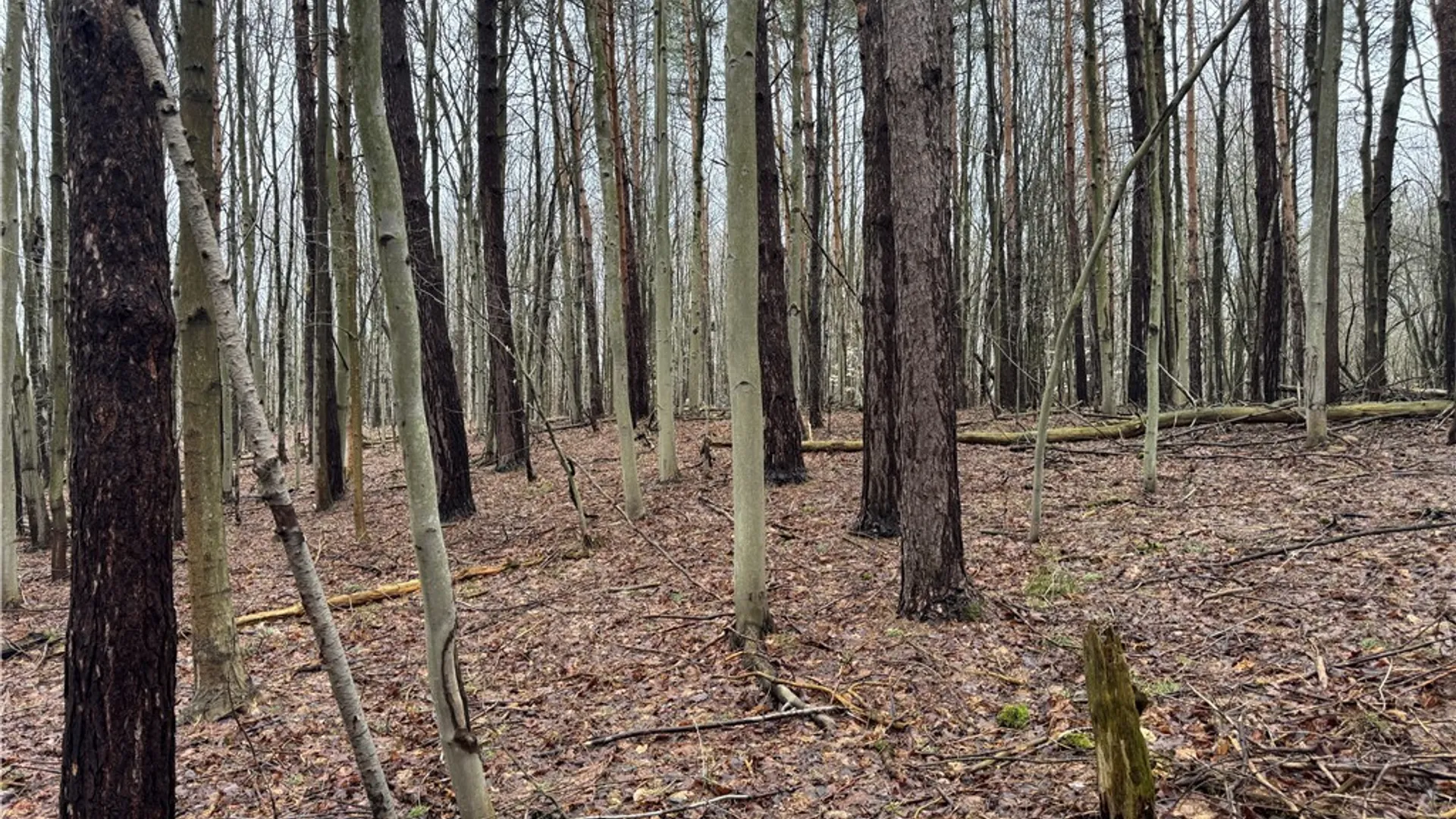 Property at 10934 Harlow Rd Road, Darien, NY 14040 16