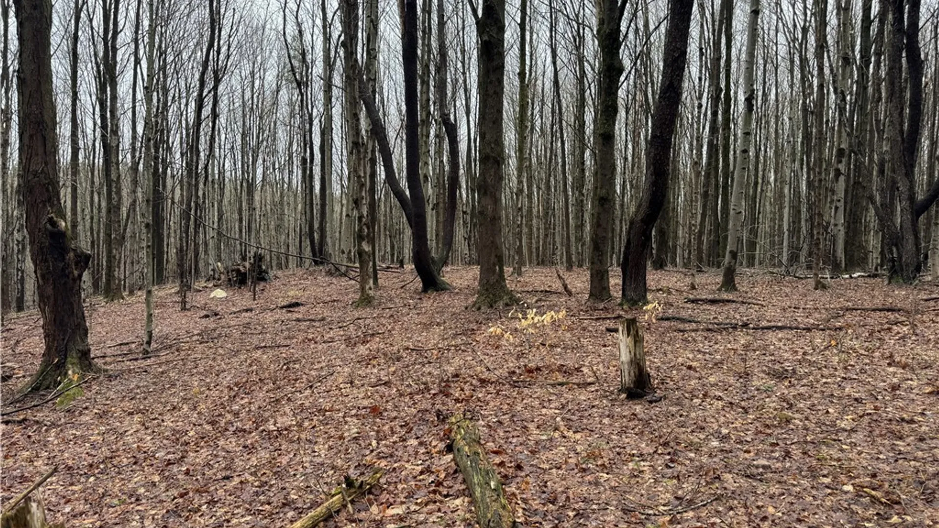 Property at 10934 Harlow Rd Road, Darien, NY 14040 17