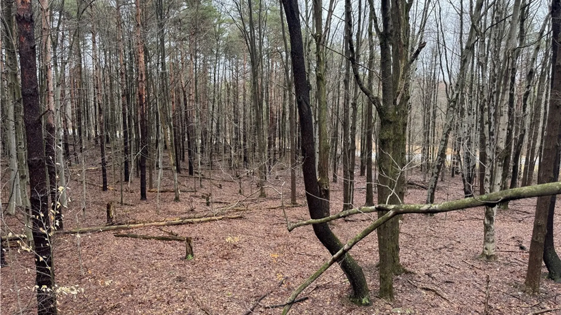 Property at 10934 Harlow Rd Road, Darien, NY 14040 18