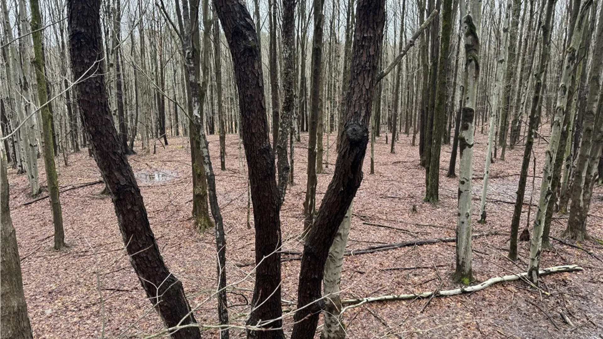 Property at 10934 Harlow Rd Road, Darien, NY 14040 19