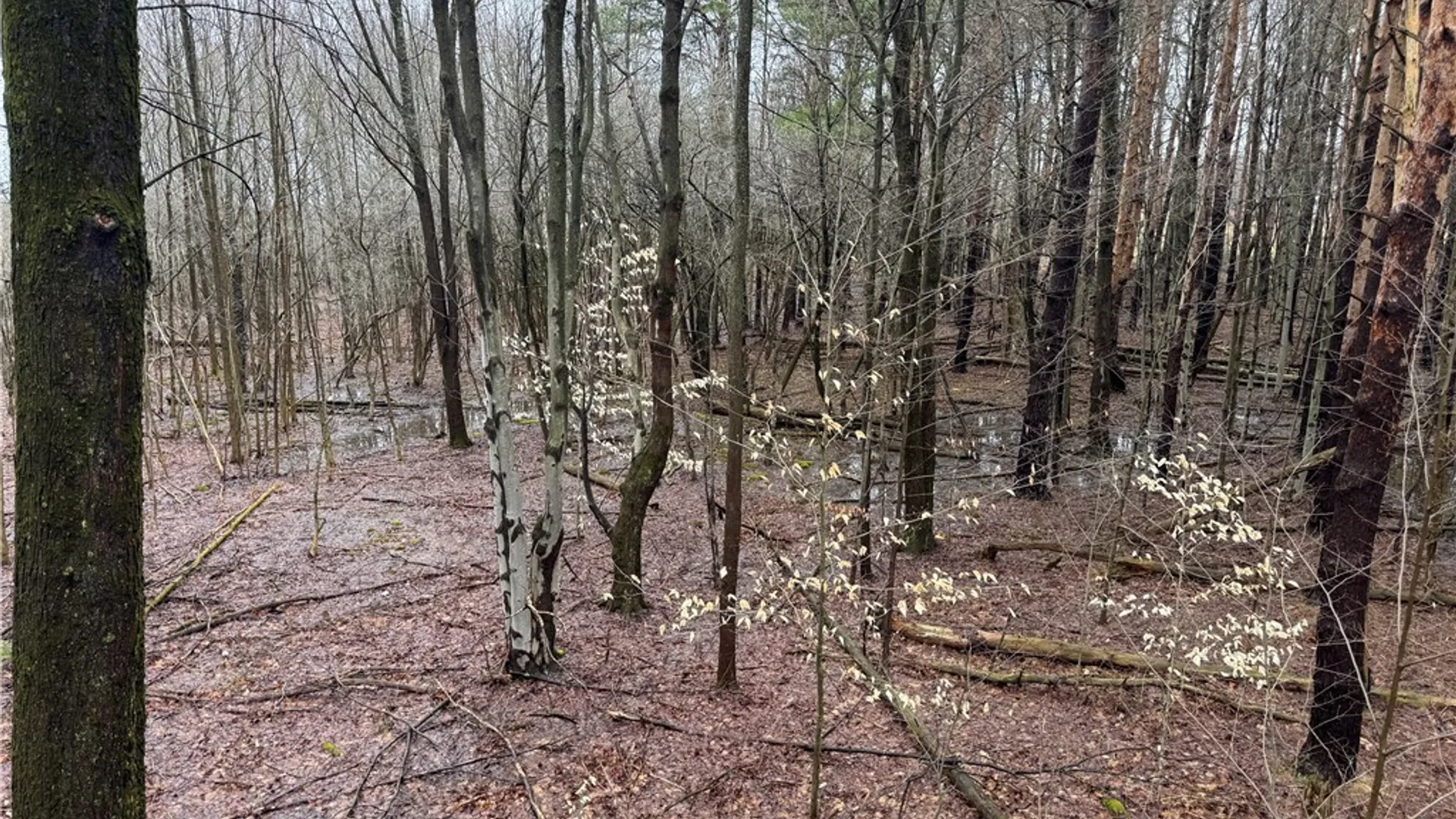 Property at 10934 Harlow Rd Road, Darien, NY 14040 20